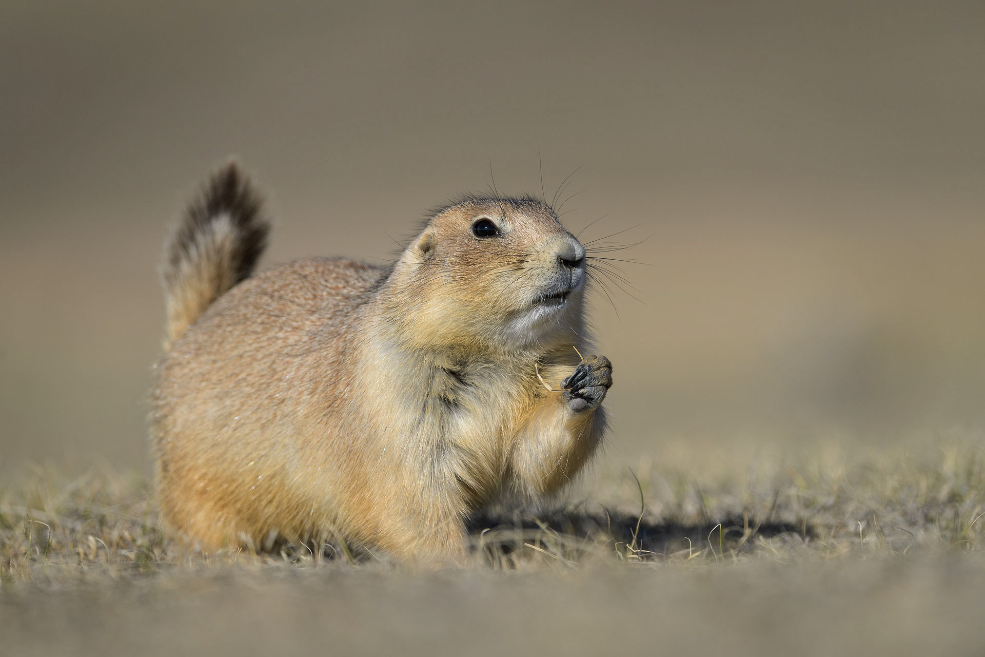 Prairie dog | Badlands
