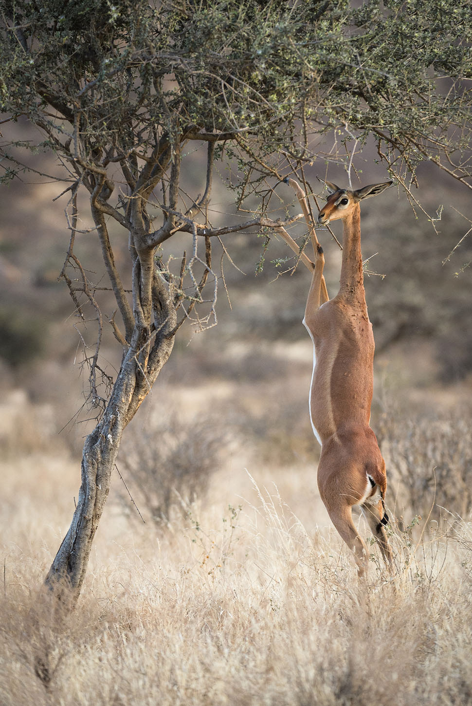 Gerenuk, Samburu | Kenya