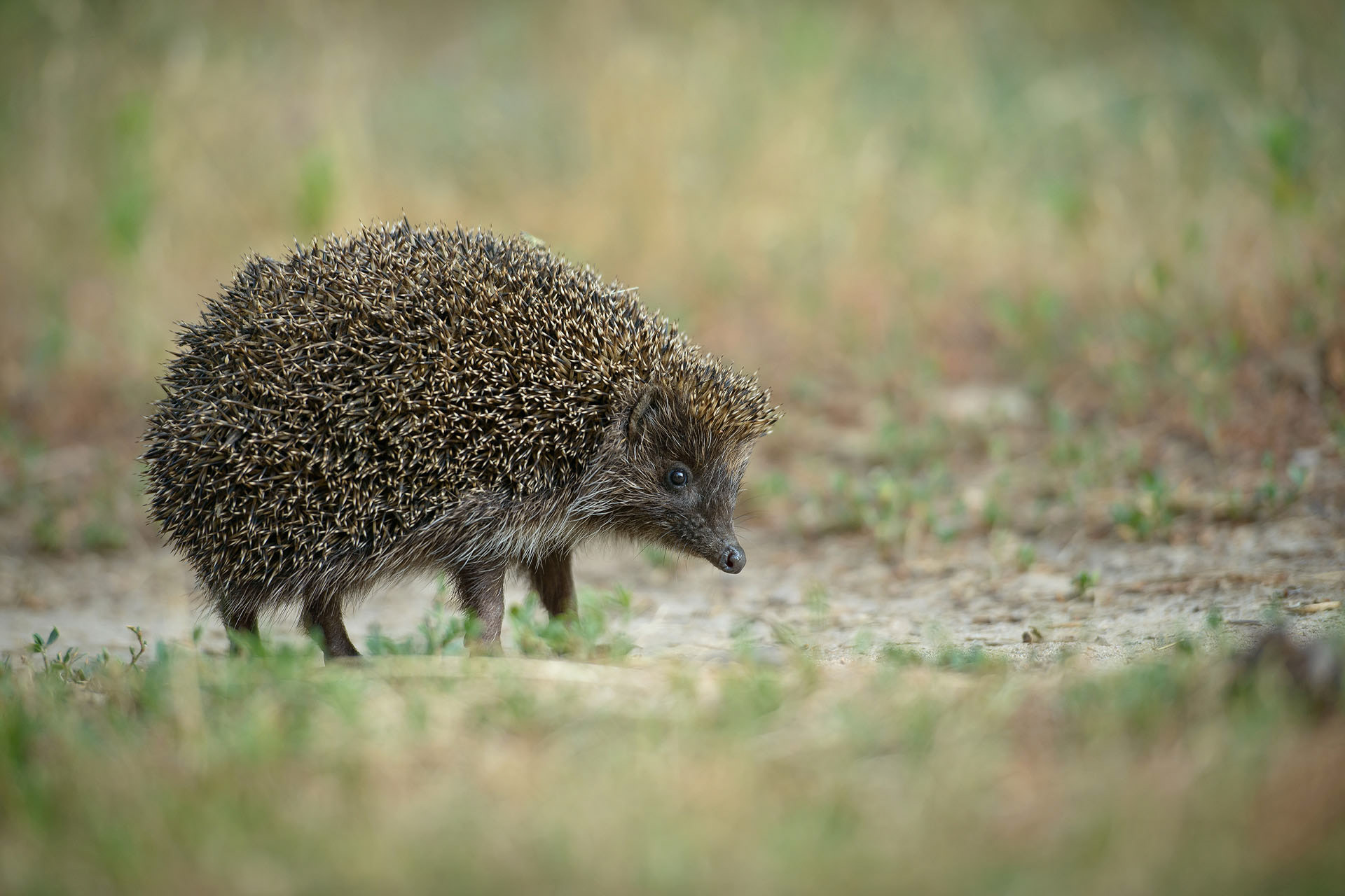 Hedgehog