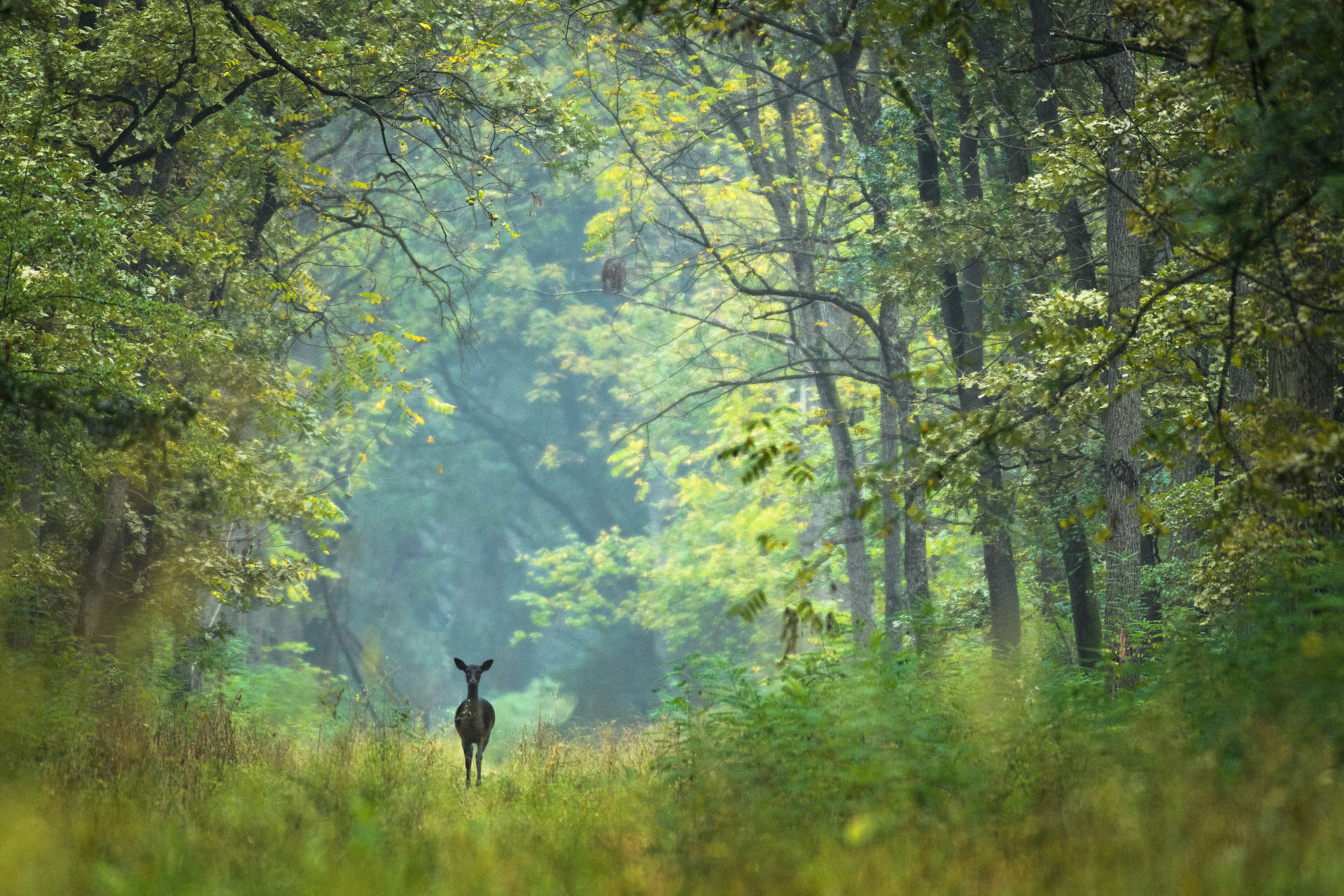 European fallow deer | Lunca Mureșului Nature Park