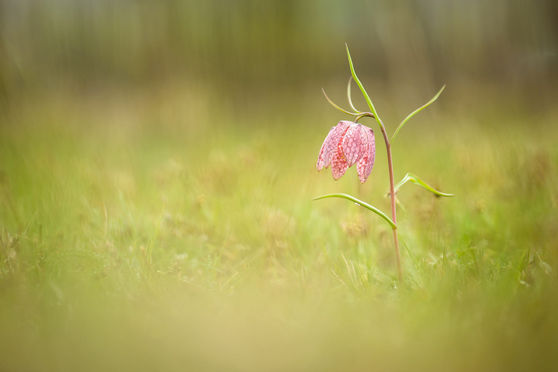 Chess flower