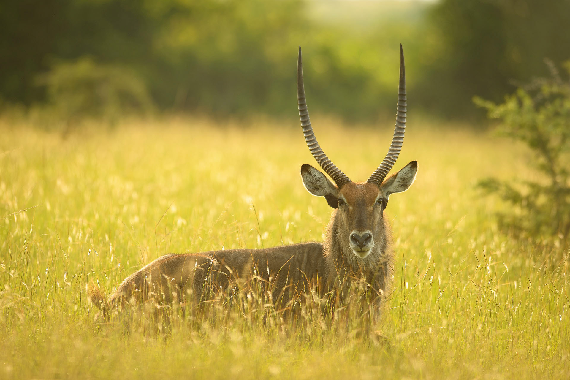 Waterbuck, Queen Elisabeth | Uganda