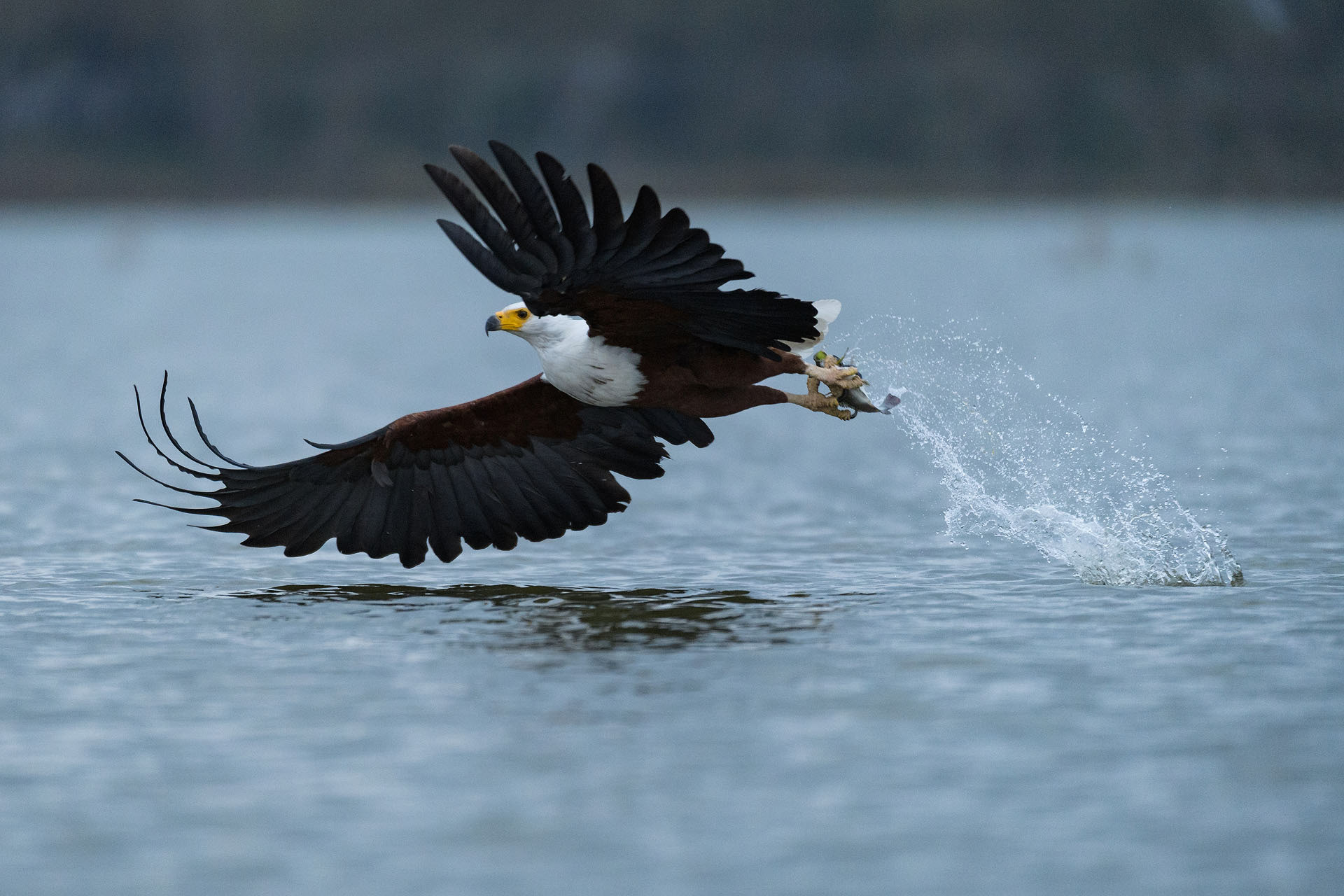 African fish eagle, Lake Naivasha | Kenya