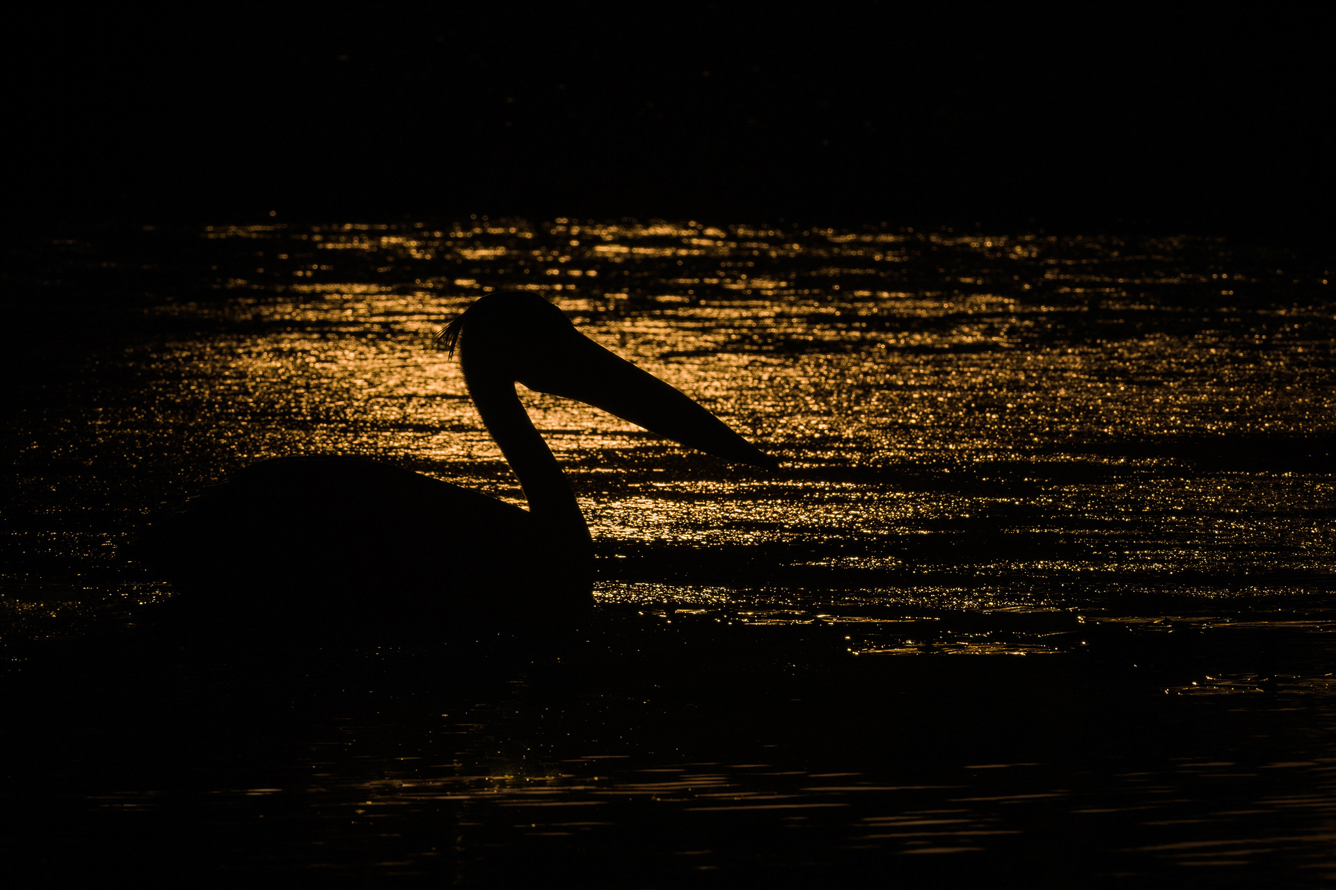 Great white pelican