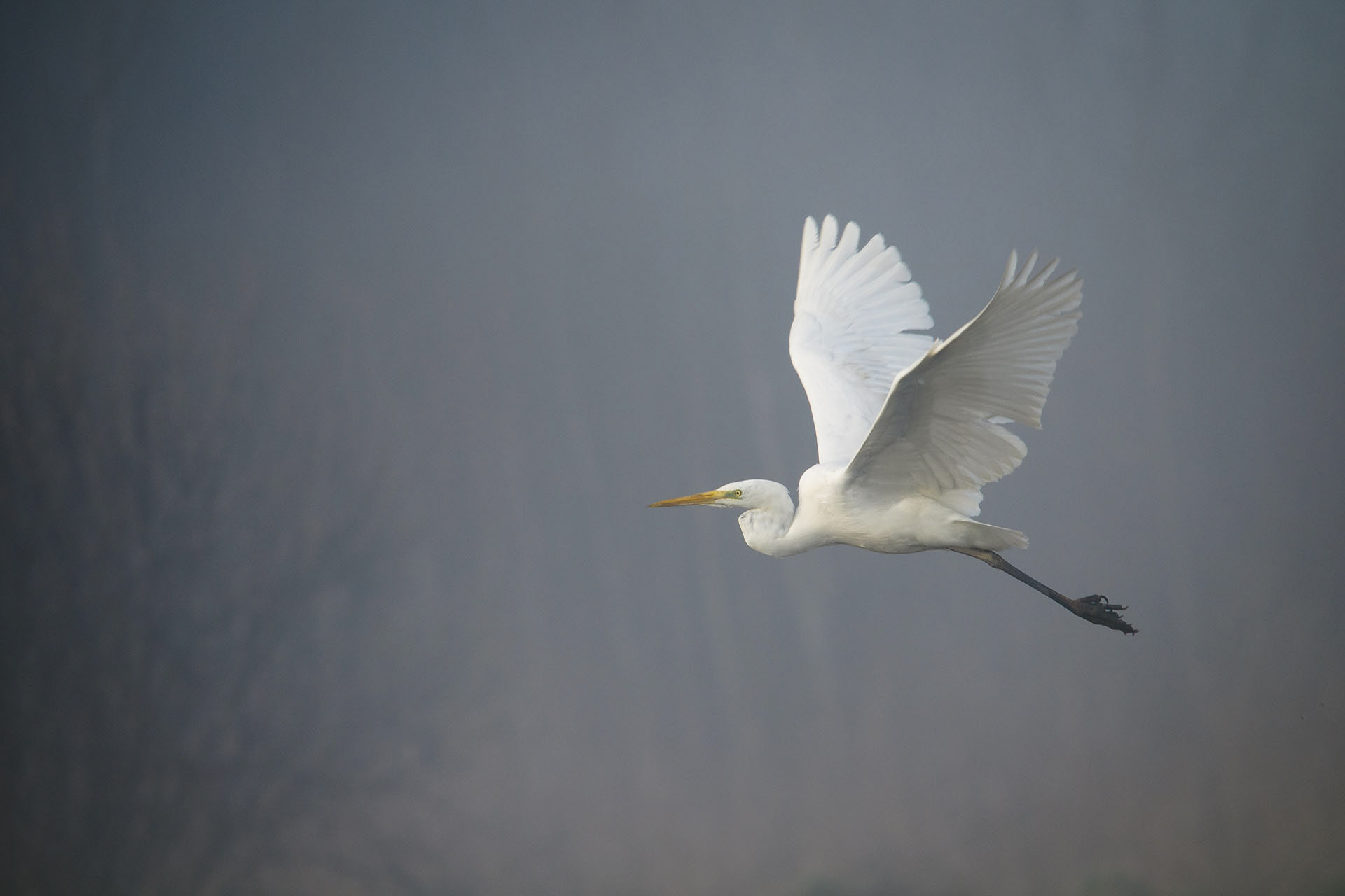 Great white egret