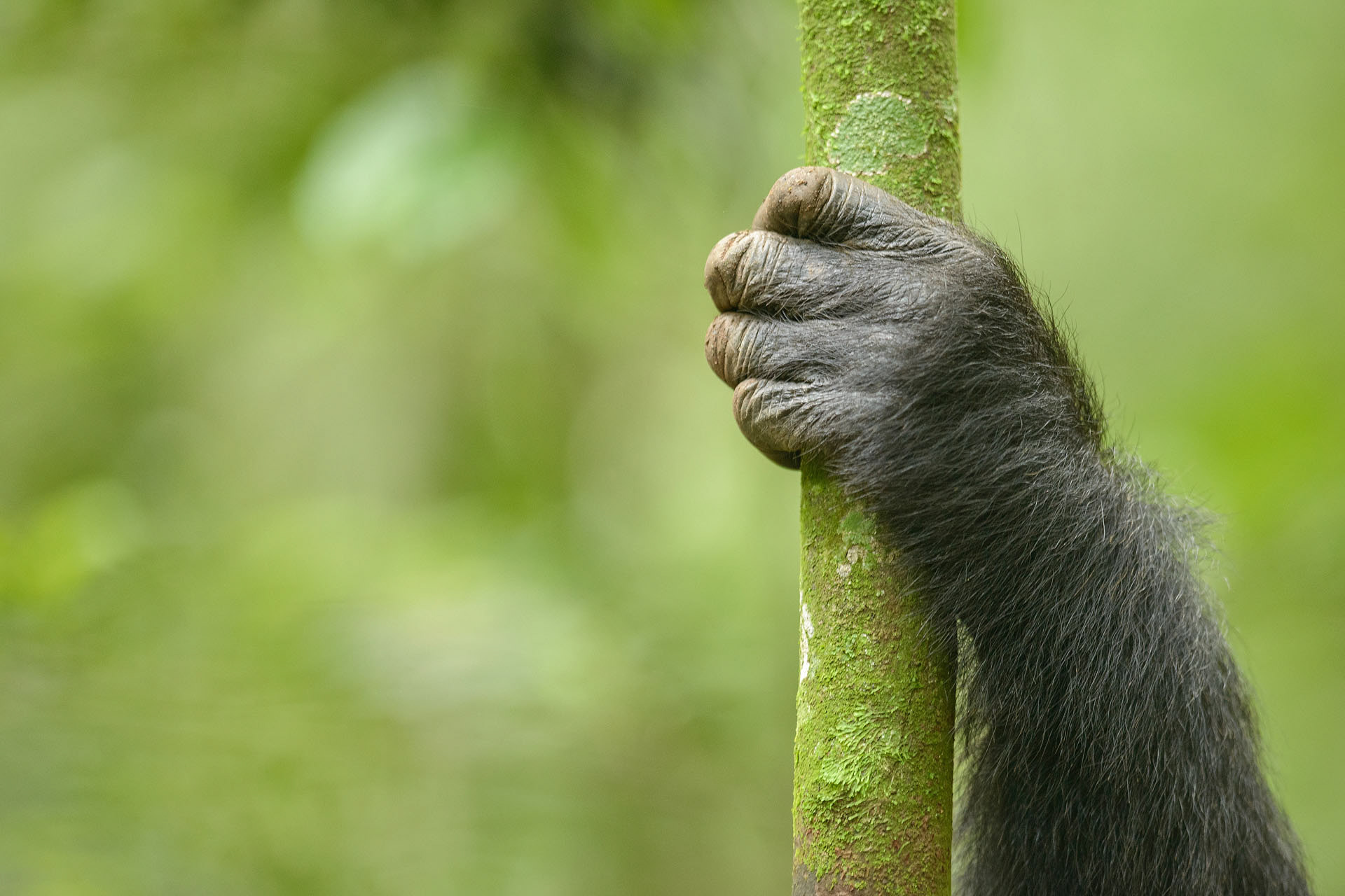 Chimpanzee, Kibale | Uganda