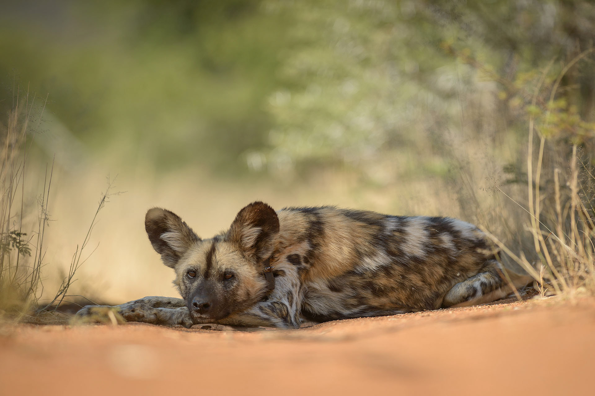 Câine sălbatic african | Okonjima reserve
