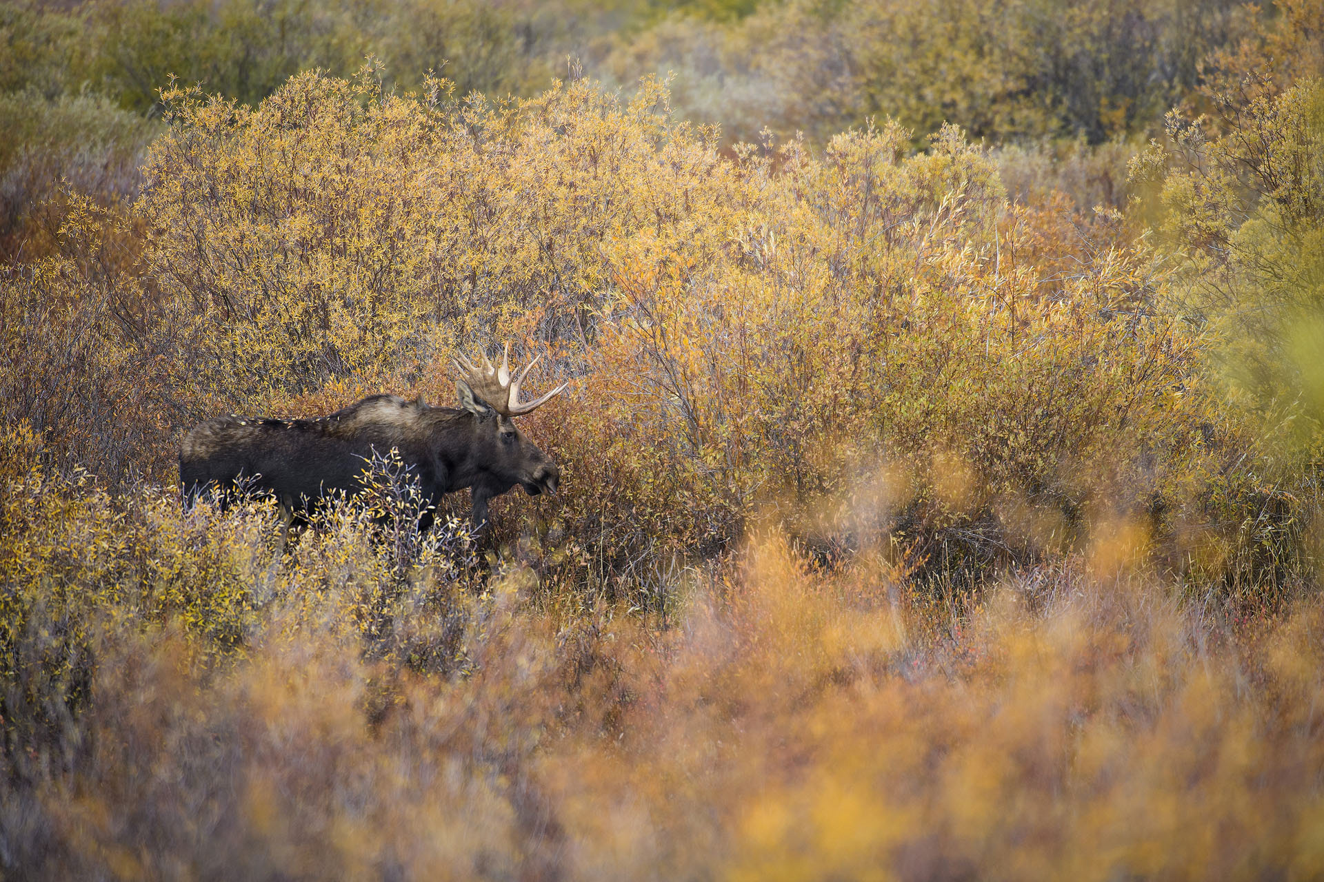 Moose | Grand Tetons