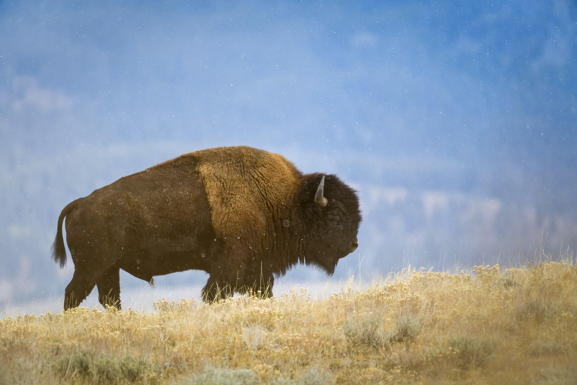 Bison | Yellowstone