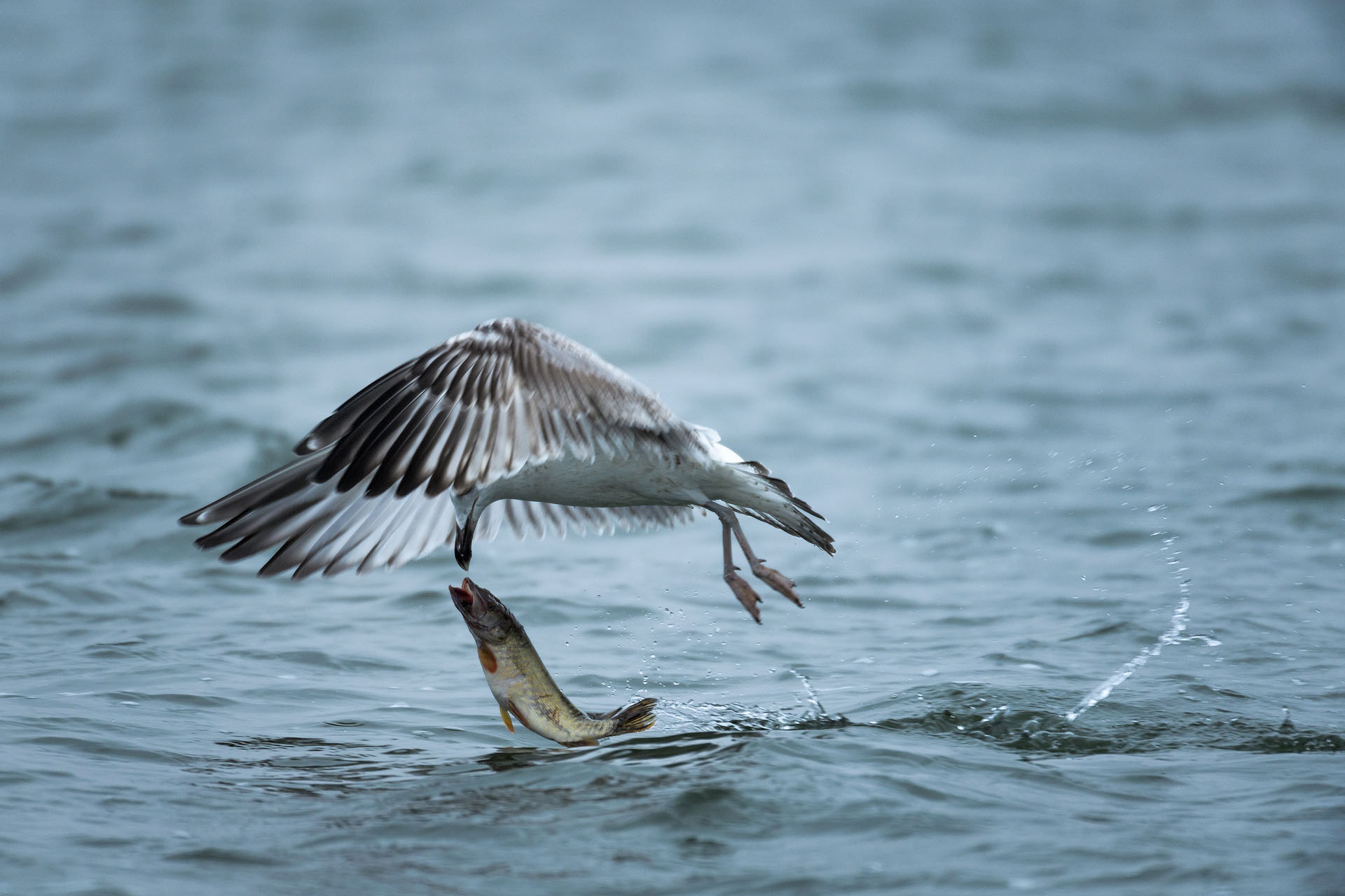 Caspian gull