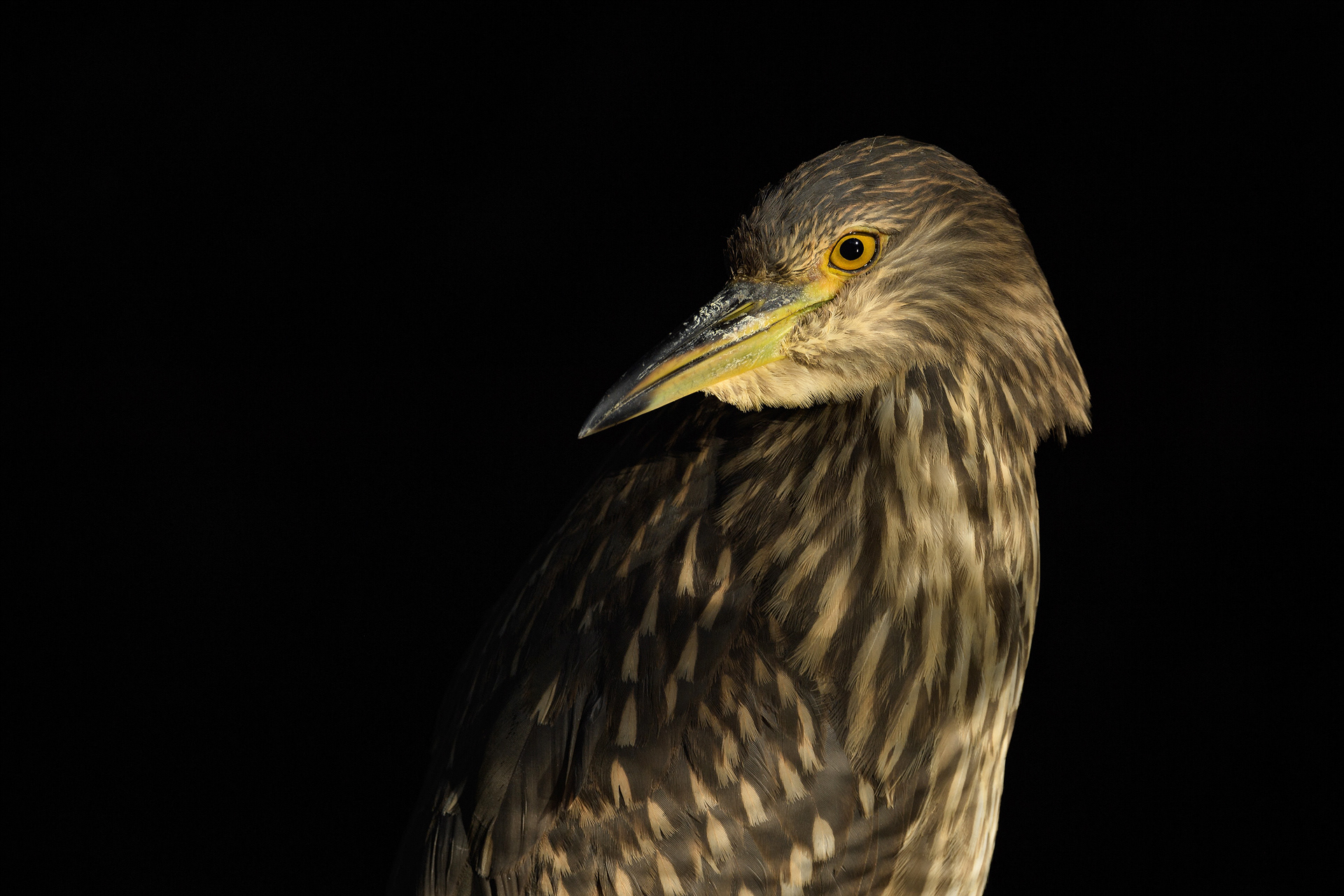 Night heron