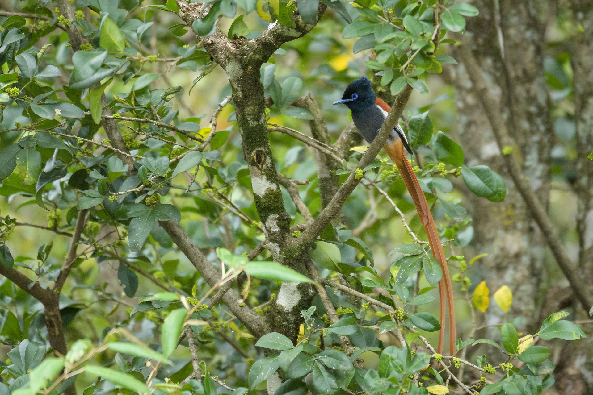 Paradise flycatcher, Masai Mara | Kenya