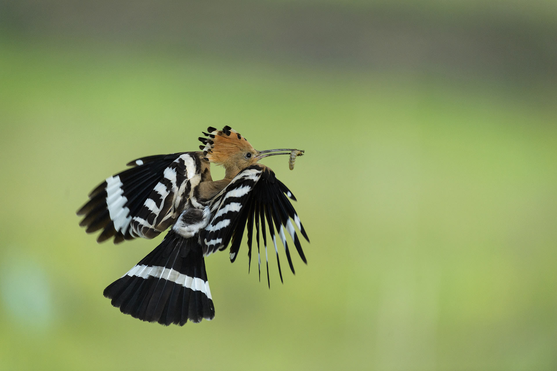 Eurasian hoopoe