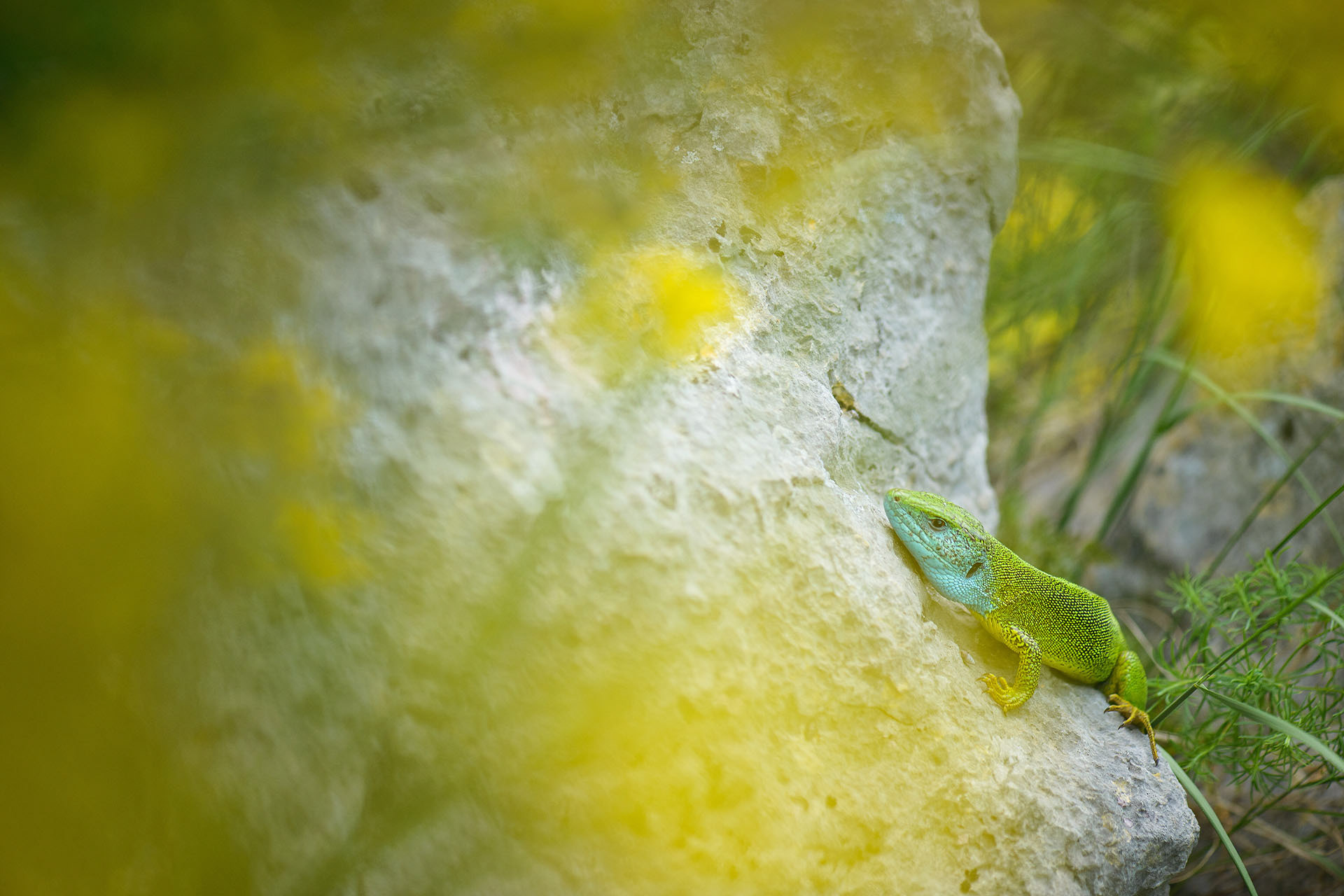 European green lizard | Porțile de Fier Nature Park
