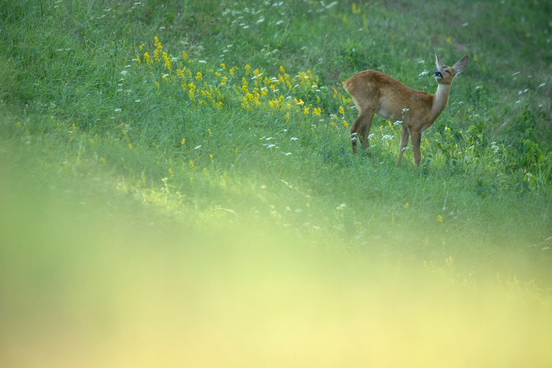Roe deer | Lunca Mureșului Nature Park