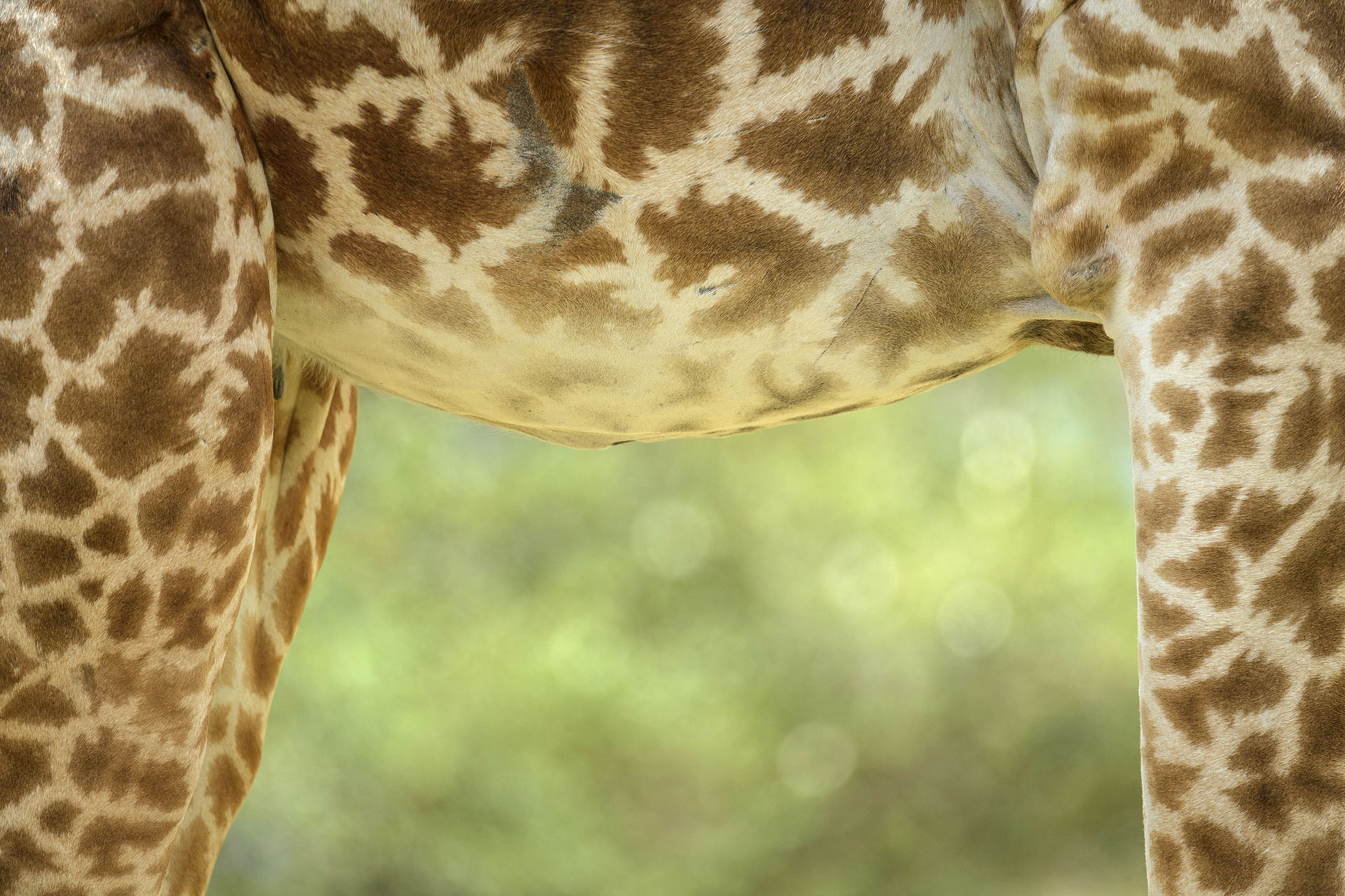 Giraffe, Masai Mara | Kenya
