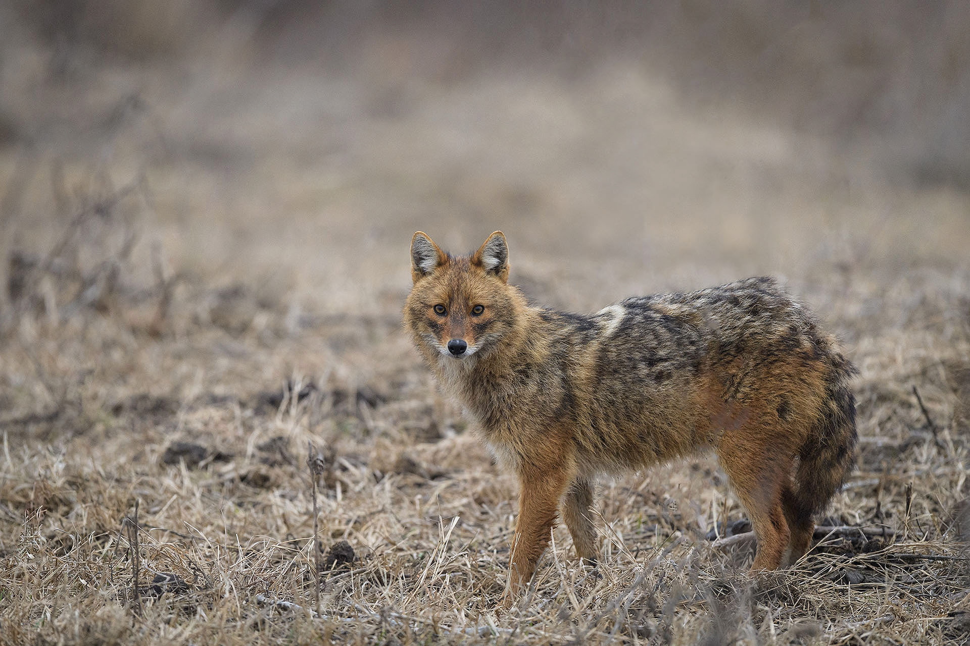 Golden jackal | Danube Delta