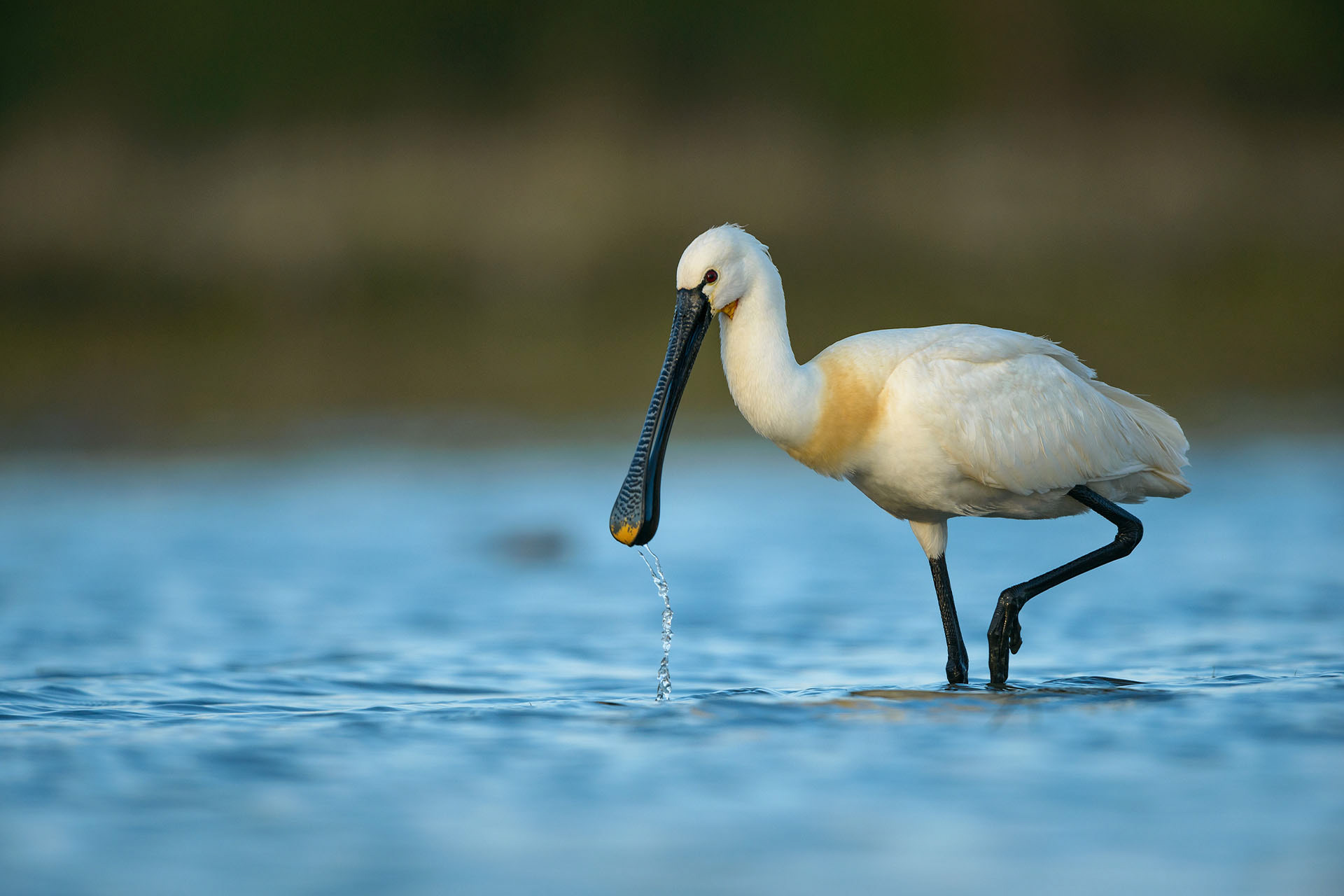 Spoonbill