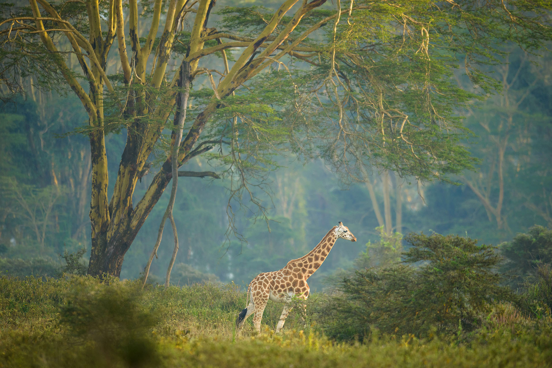 Girafă Rotchild | Lacul Nakuru