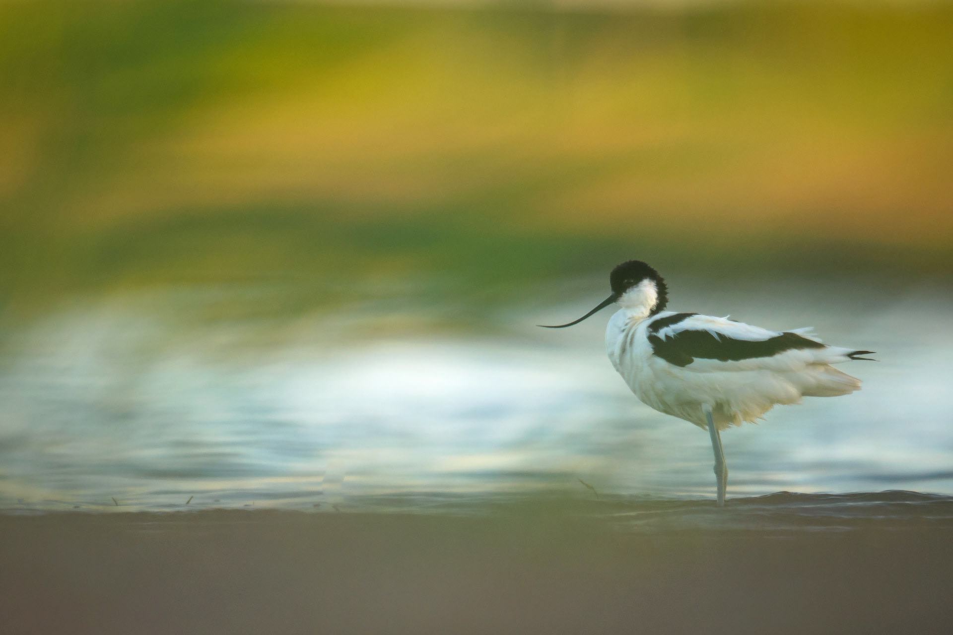 Pied avocet