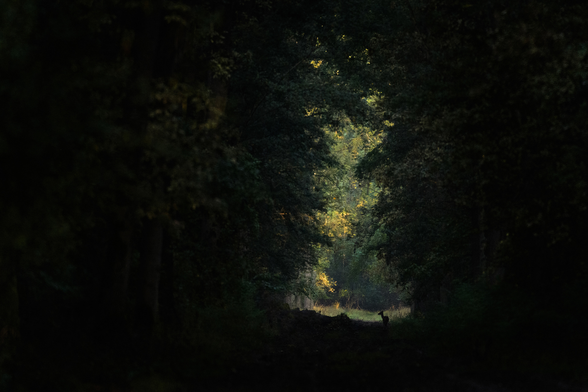 Roe deer