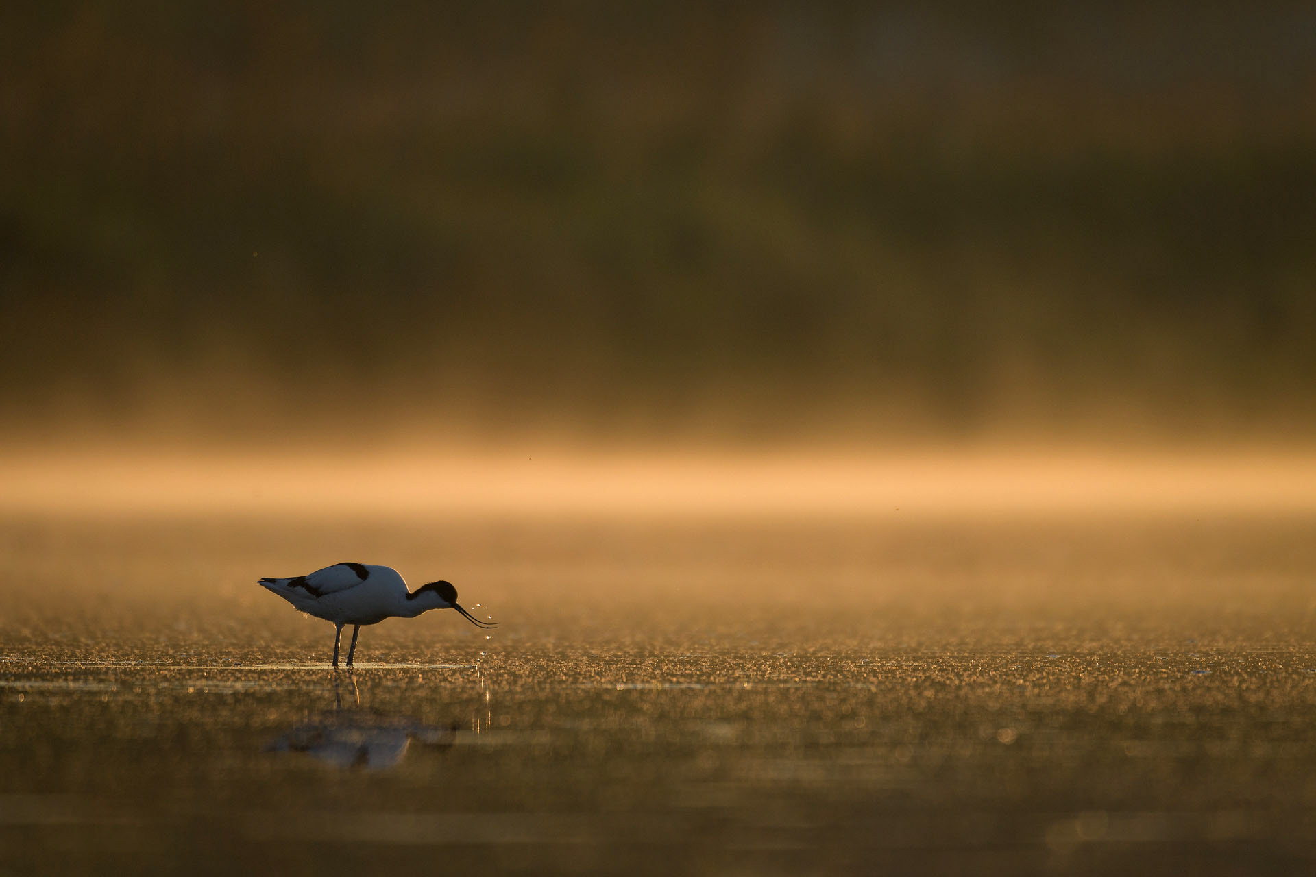 Pied avocet