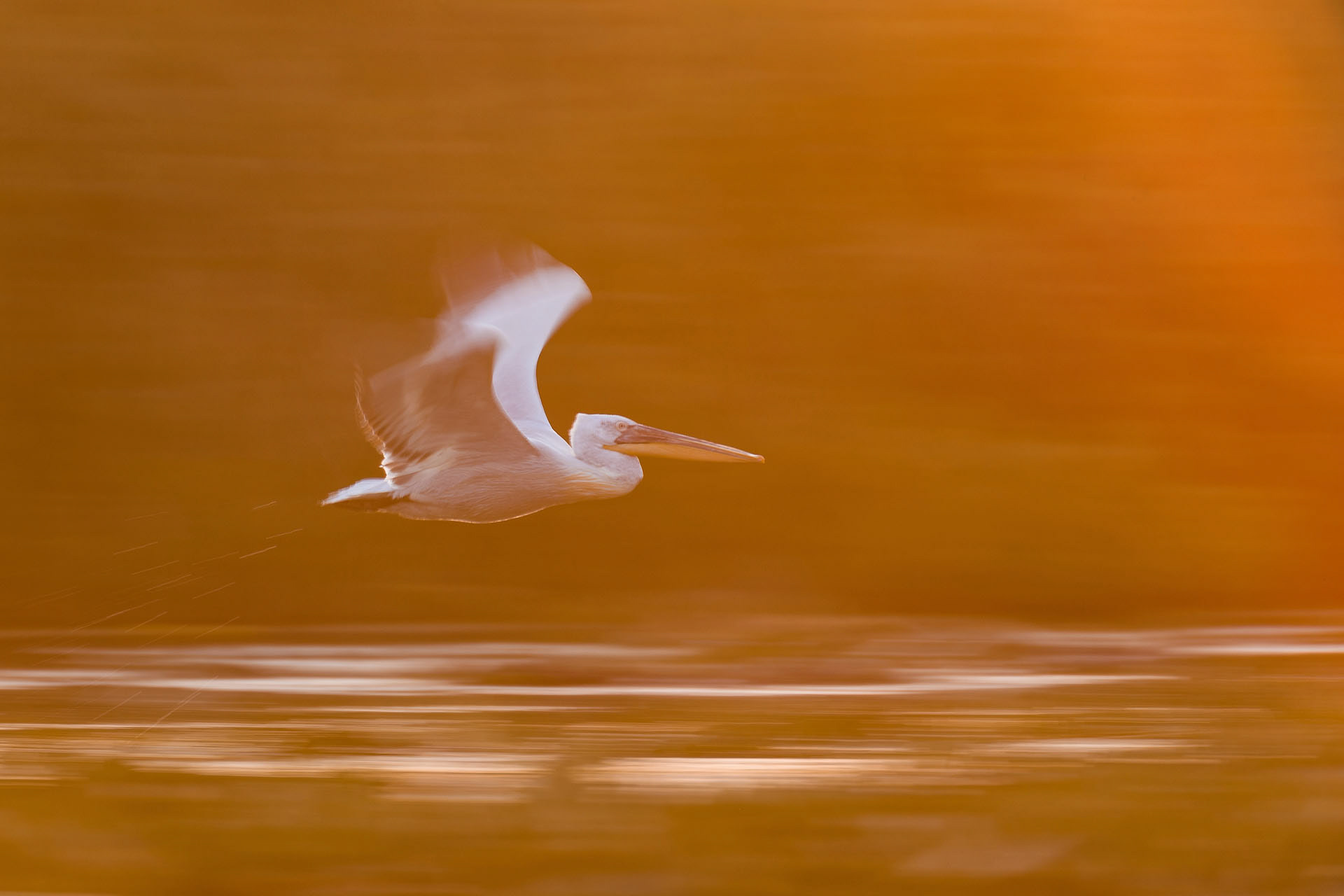 Dalmatian pelican