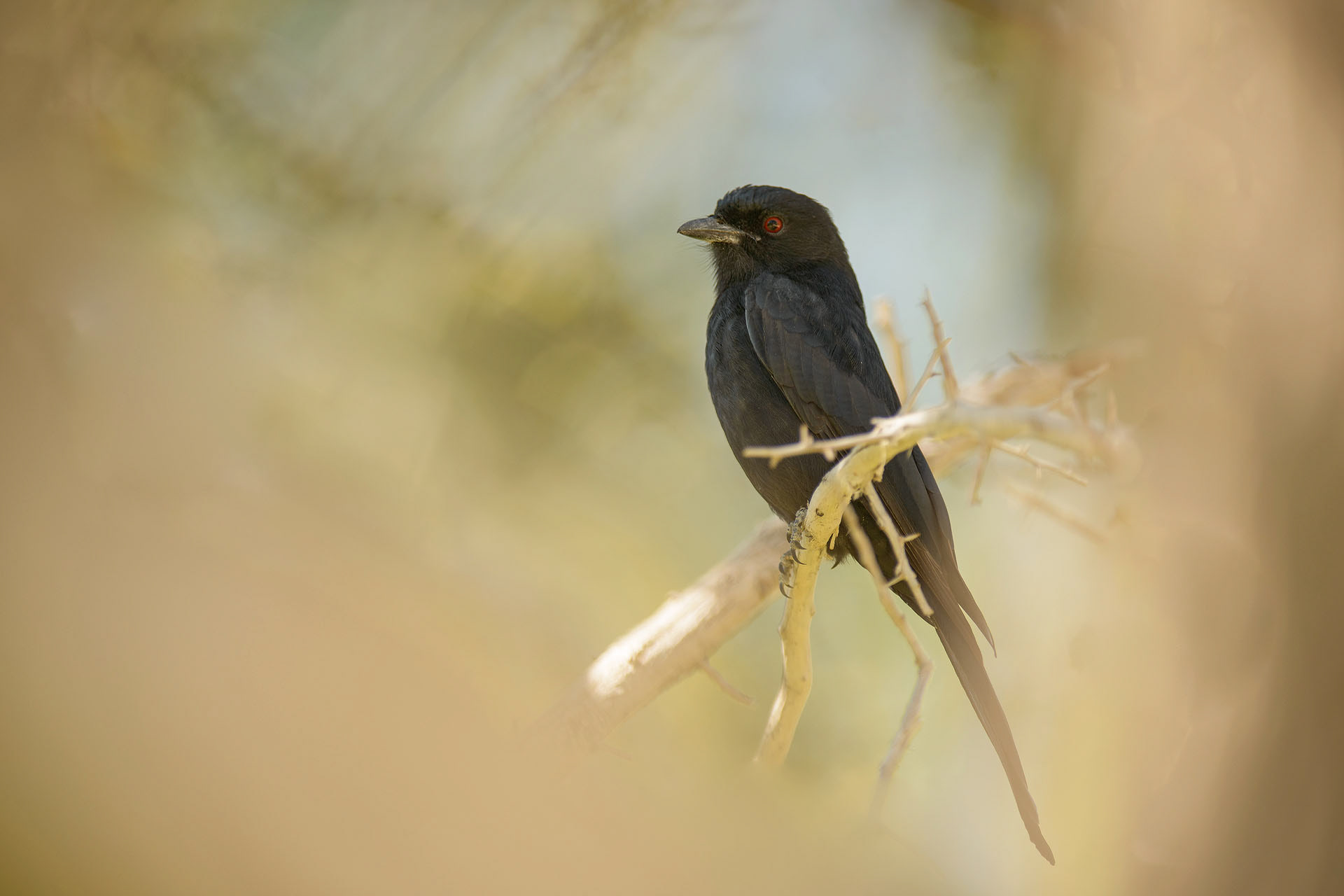 Drongo | Namibia