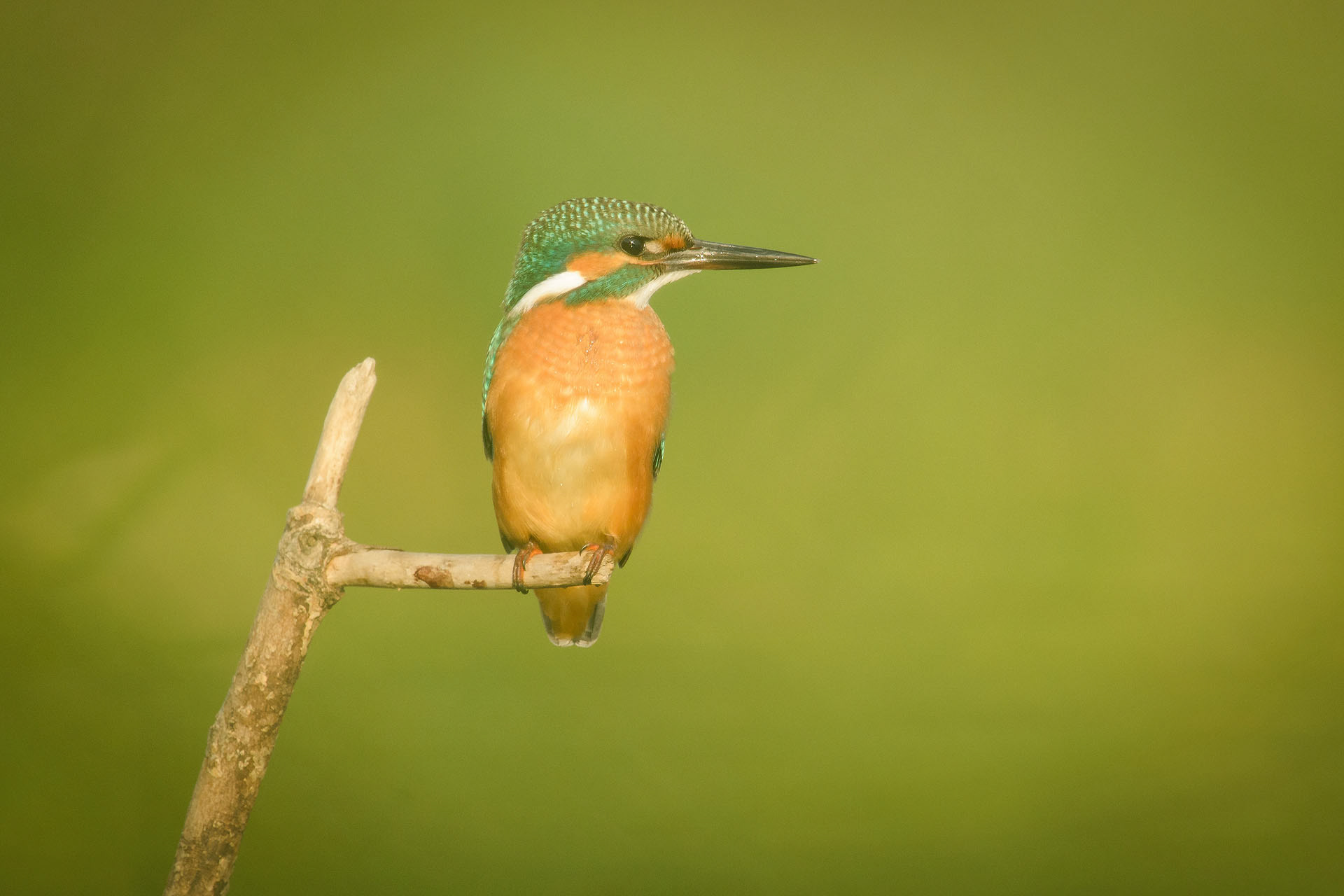 Kingfisher