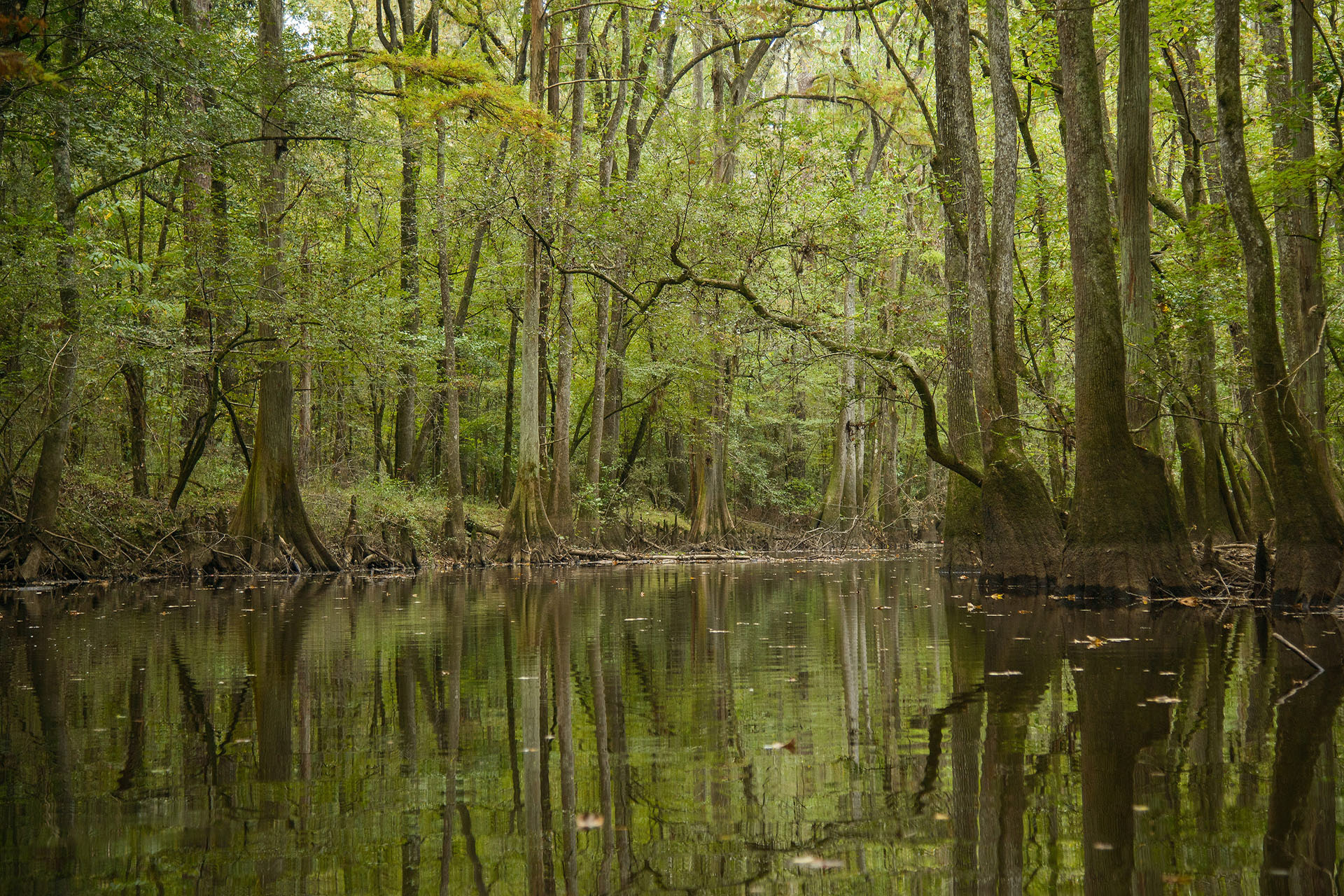 Congaree