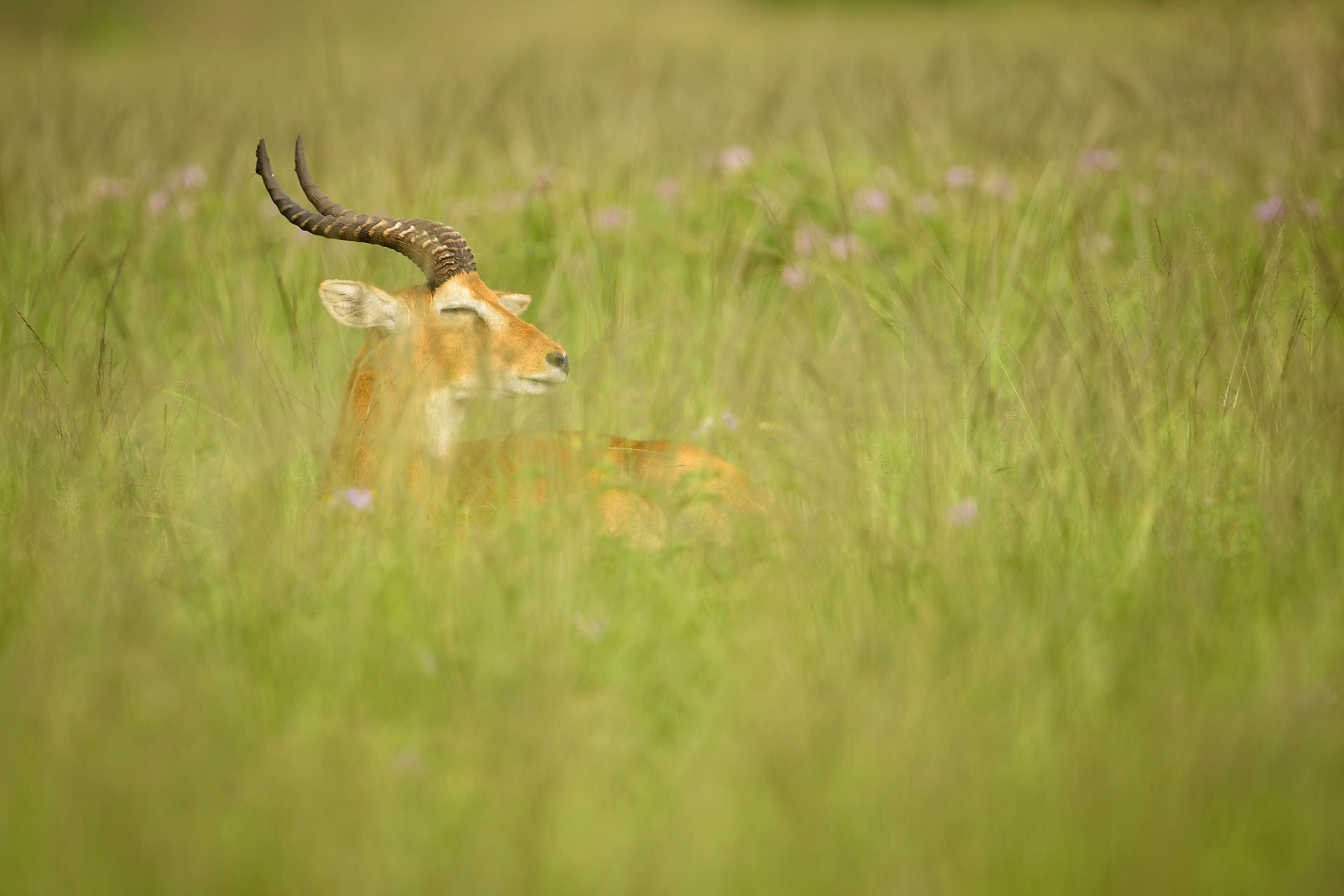 Kob gazelle, Queen Elisabeth | Uganda