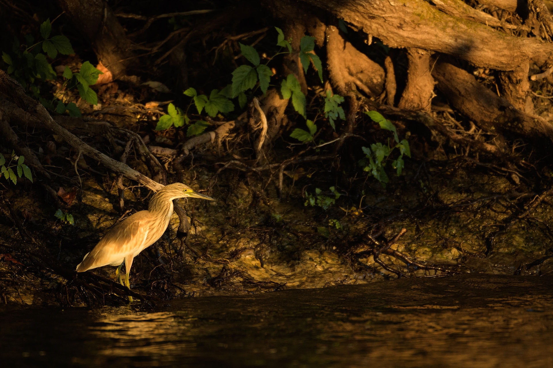 Squacco heron
