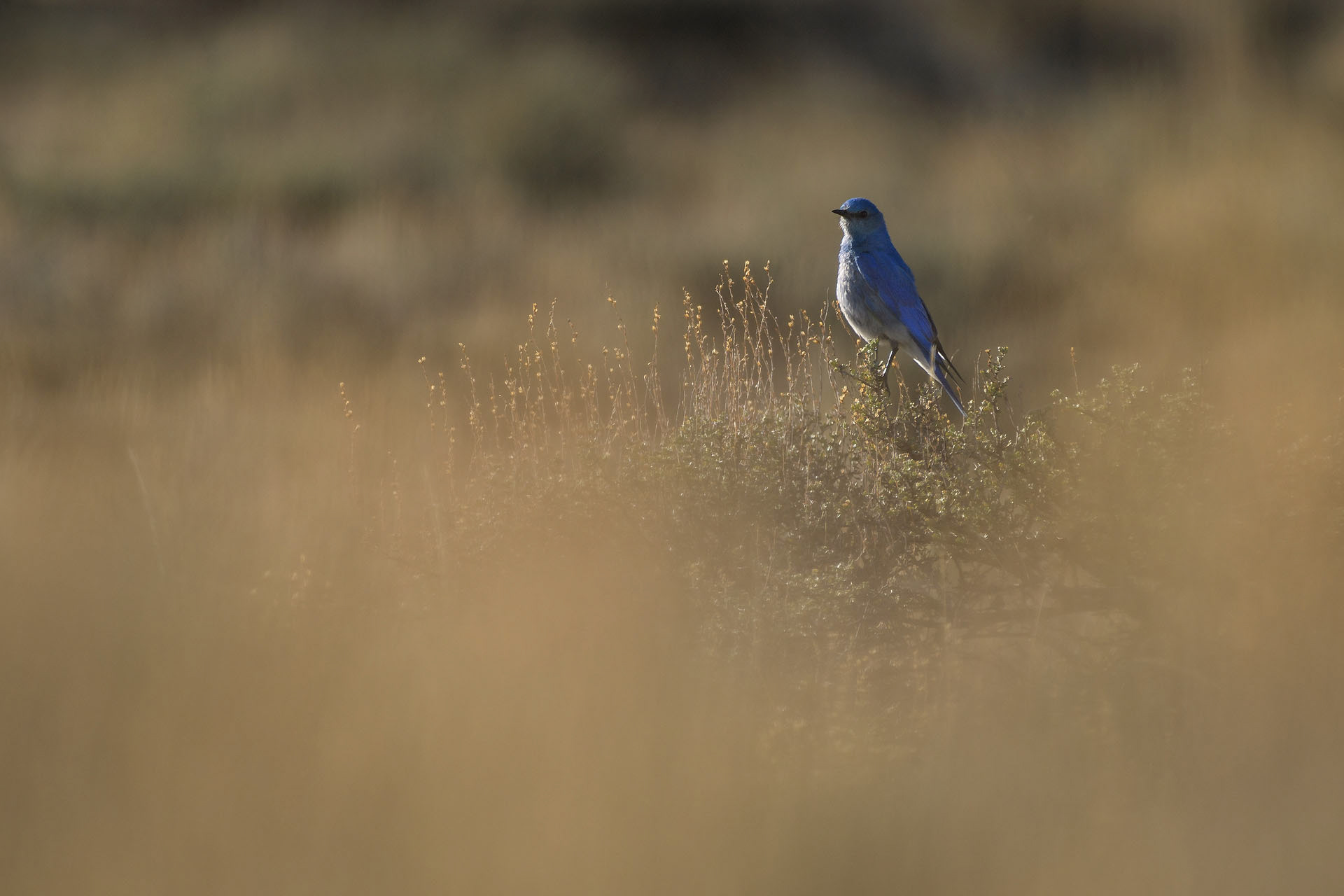 Mountain bluebird | Bryce
