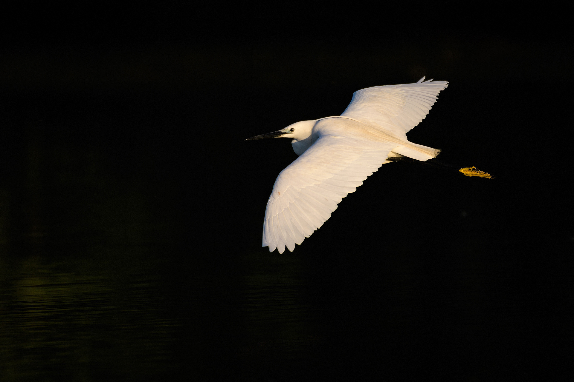 Little egret