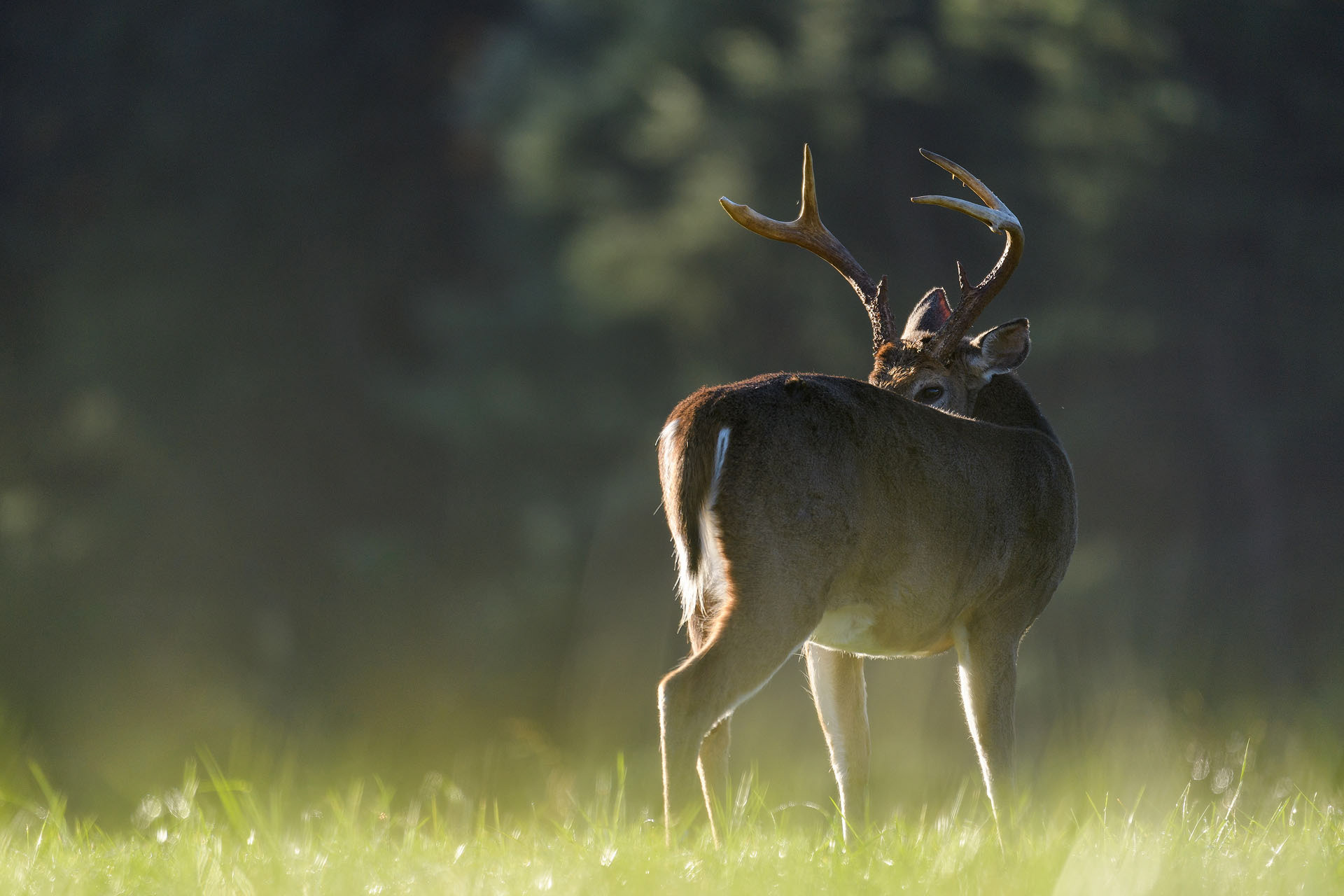 White-tailed deer | Great Smoky Mountains