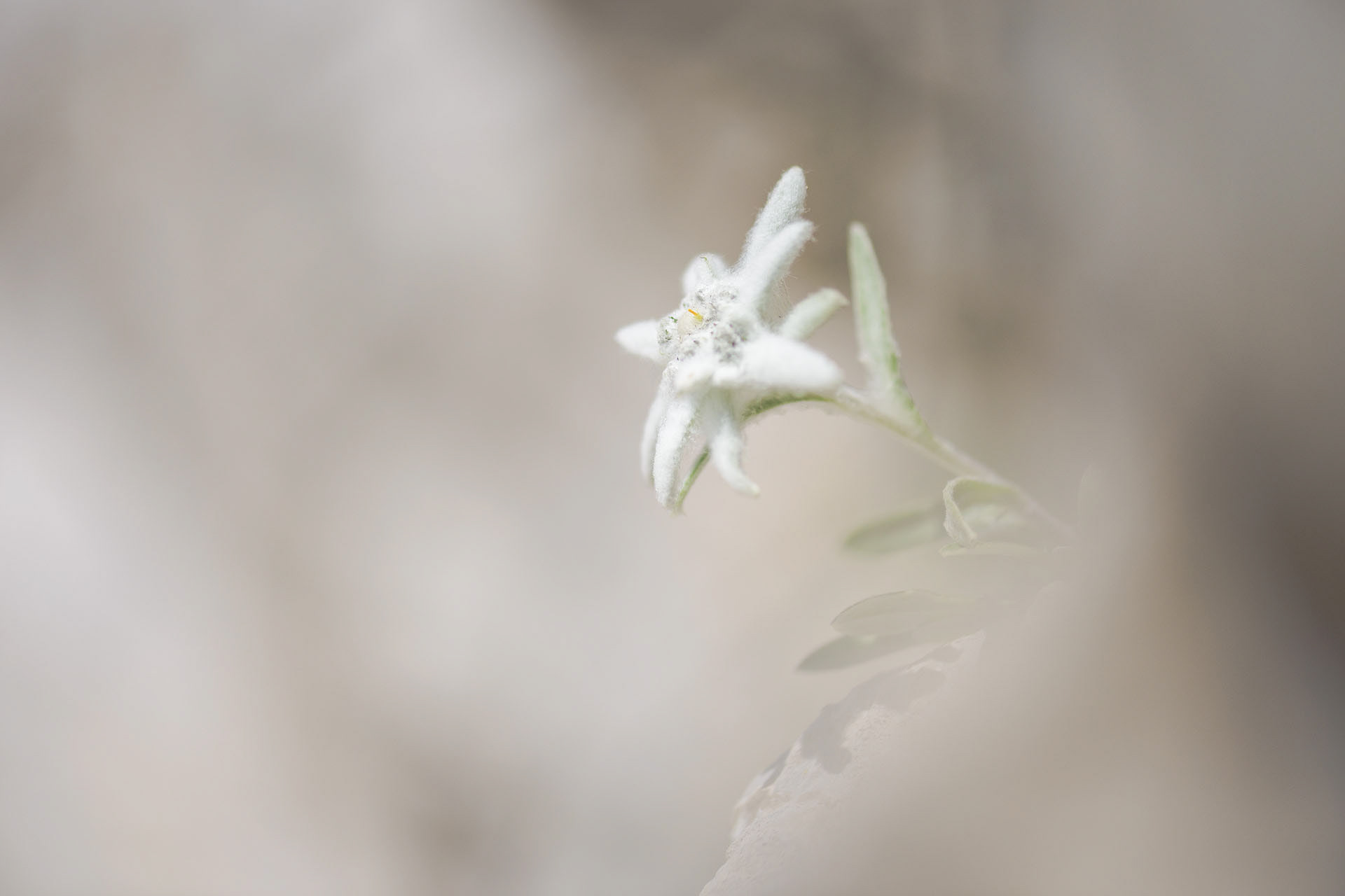Edelweiss | Piatra Craiului National Park