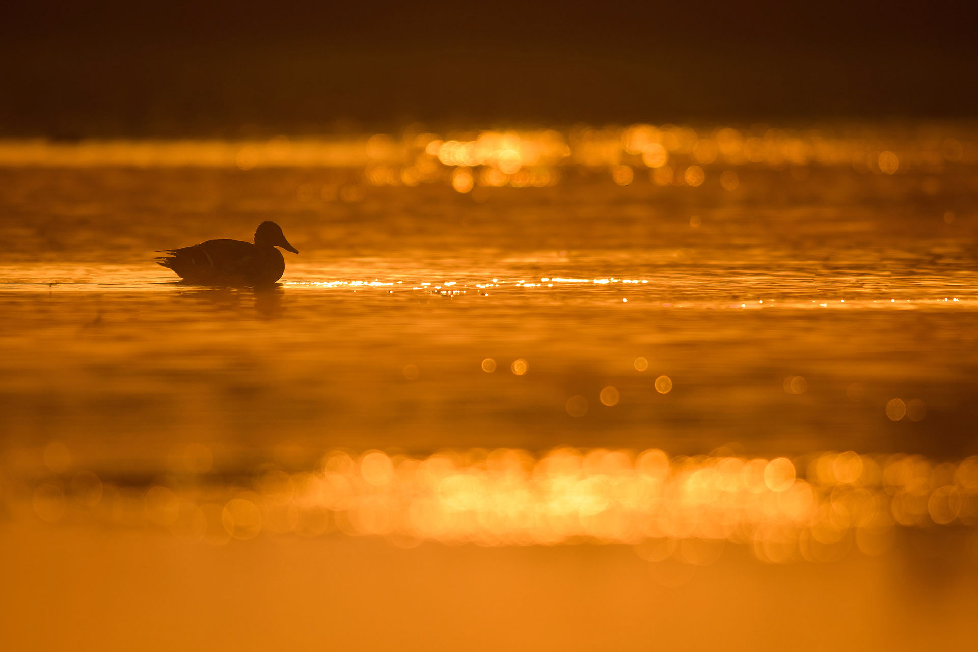 Mallard