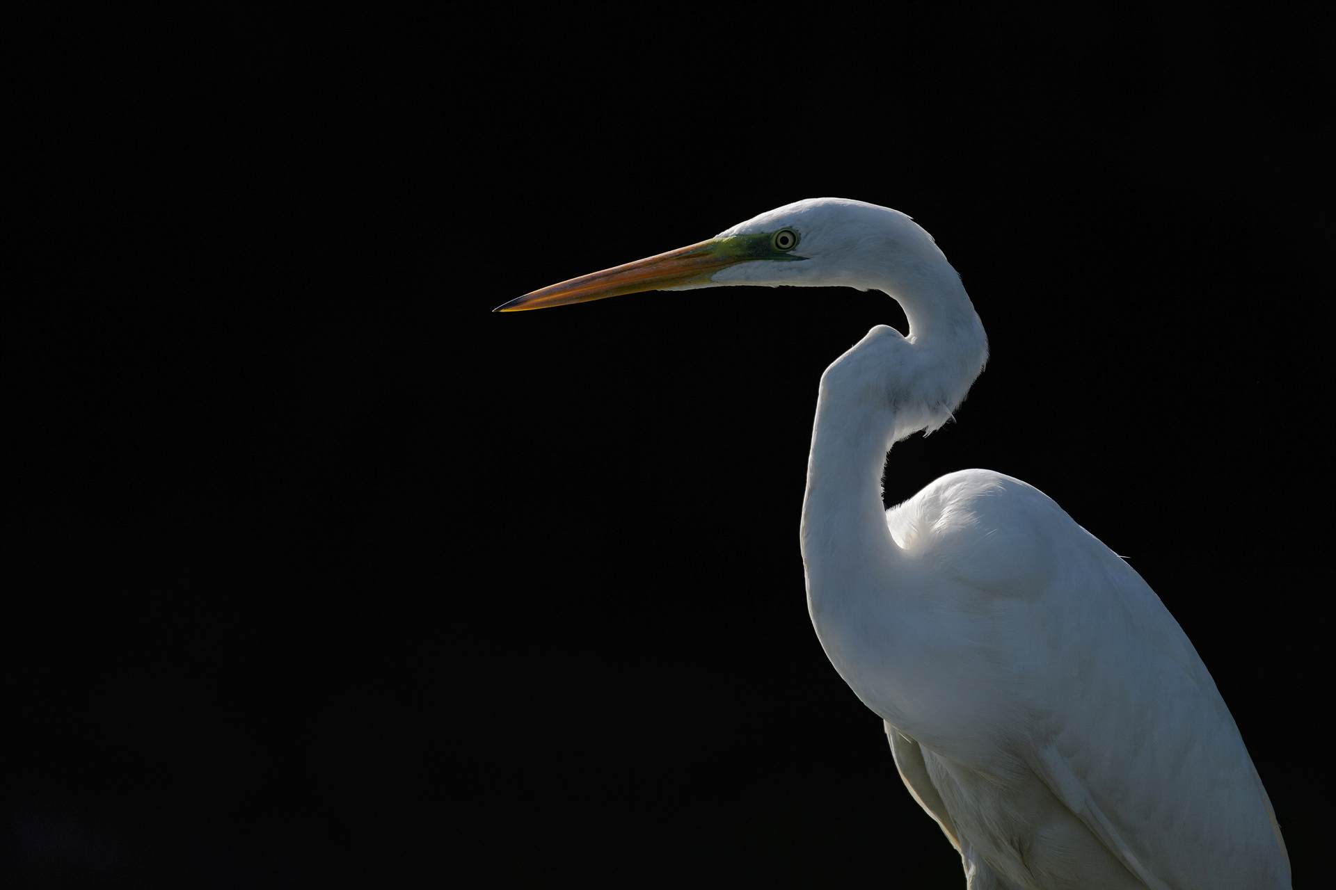 Great white egret