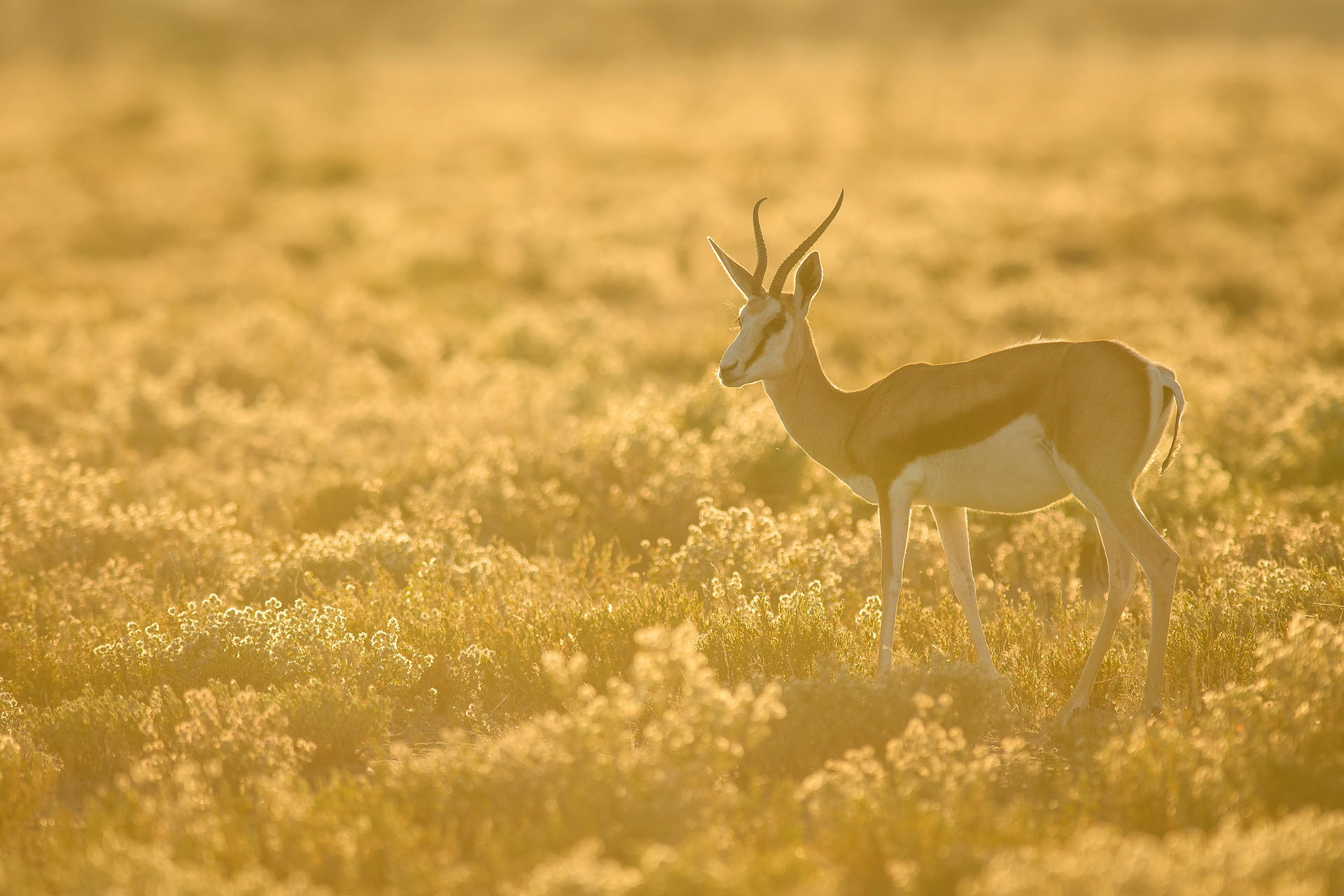 Springbok | Etosha