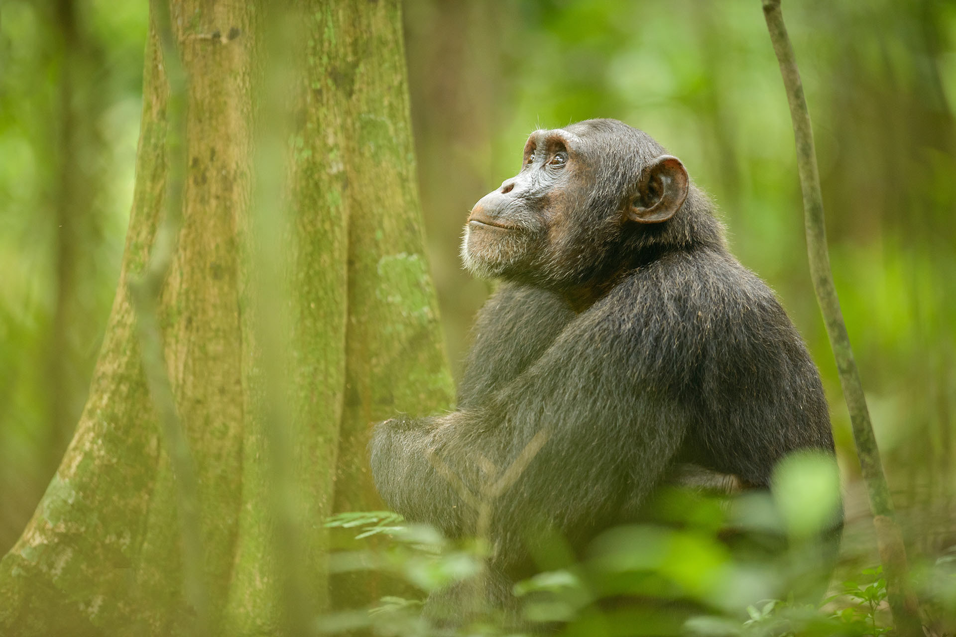 Chimpanzee, Kibale | Uganda