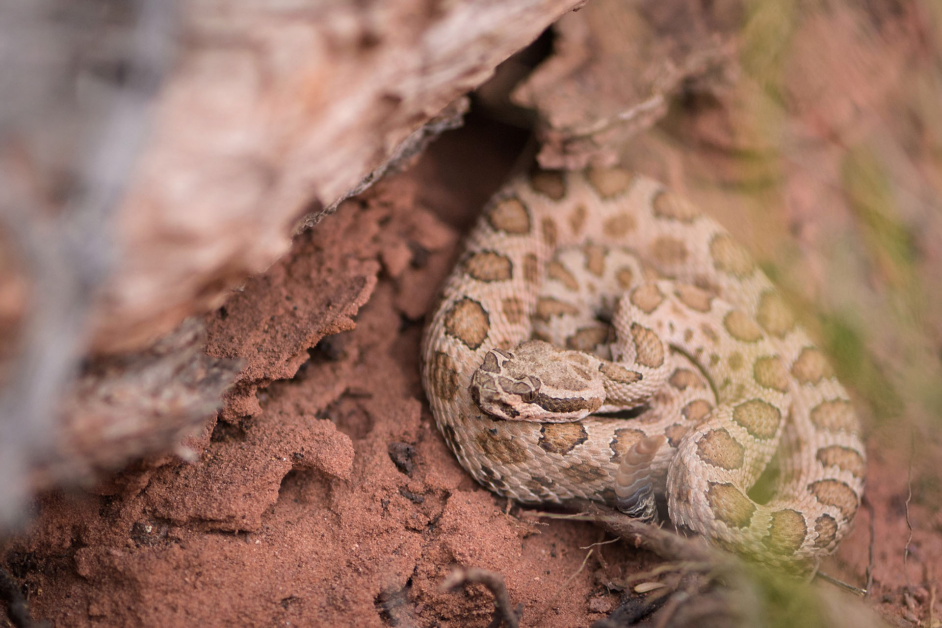 Rattle snake | Canyonlands