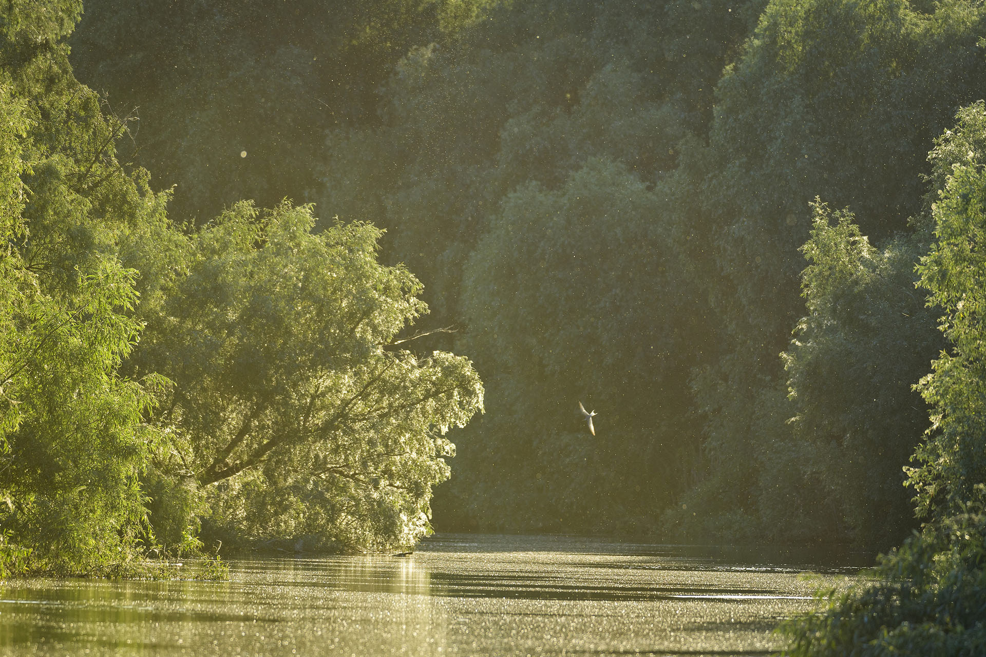 Danube Delta