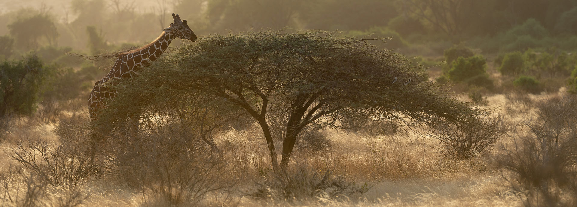 Giraffe, Samburu | Kenya