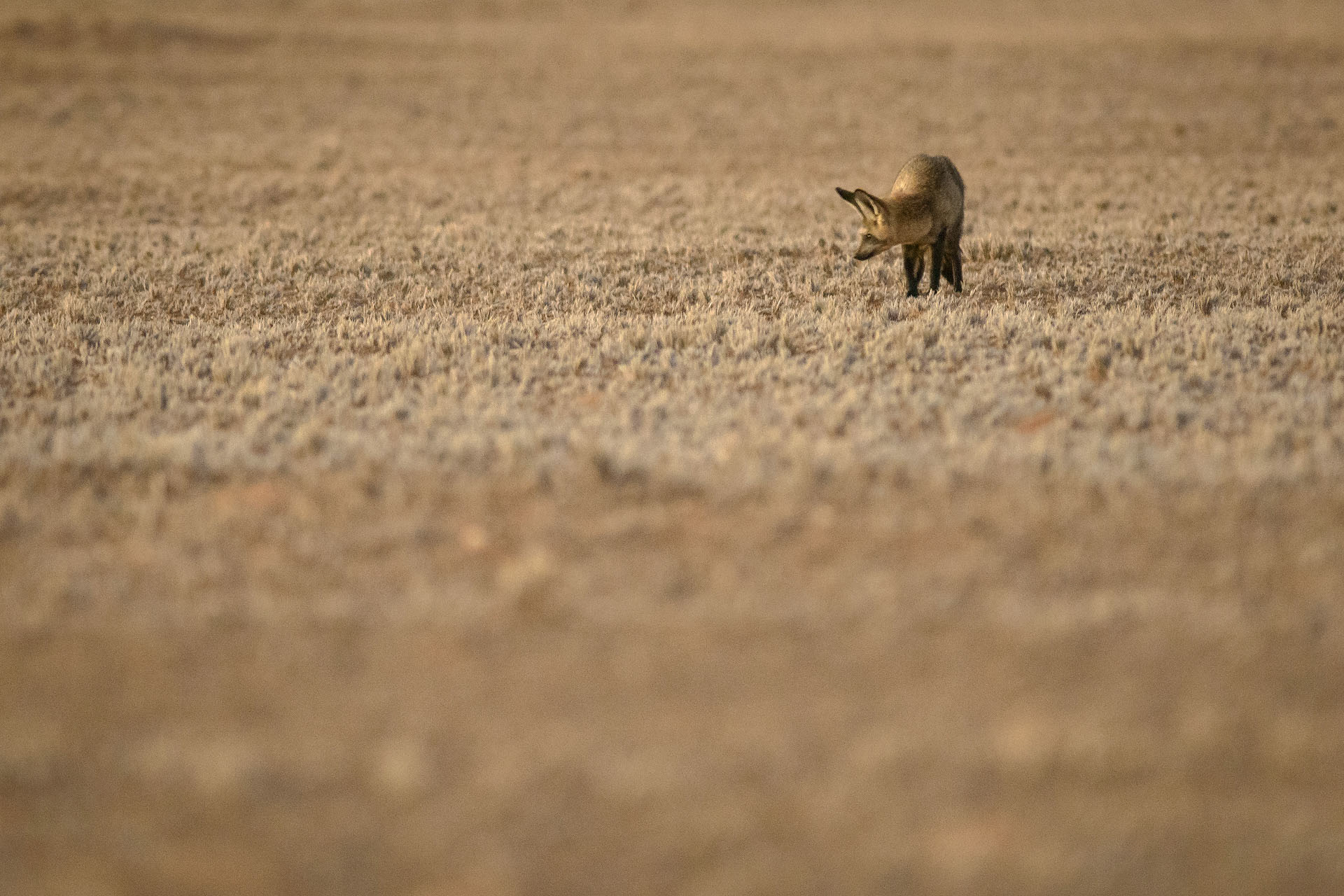 Bat-eared fox | Namibia