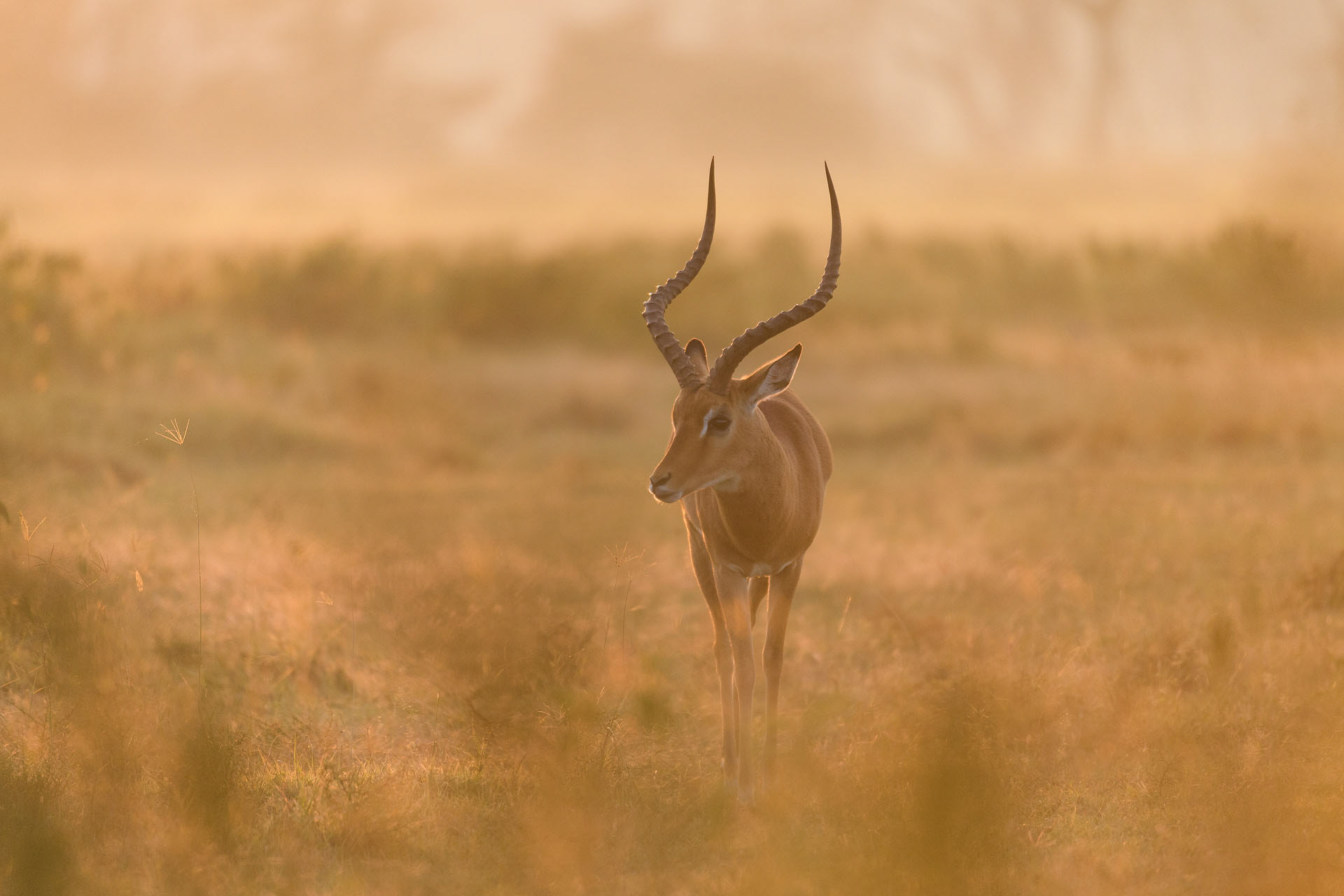 Impala, Lake Nakuru | Kenya