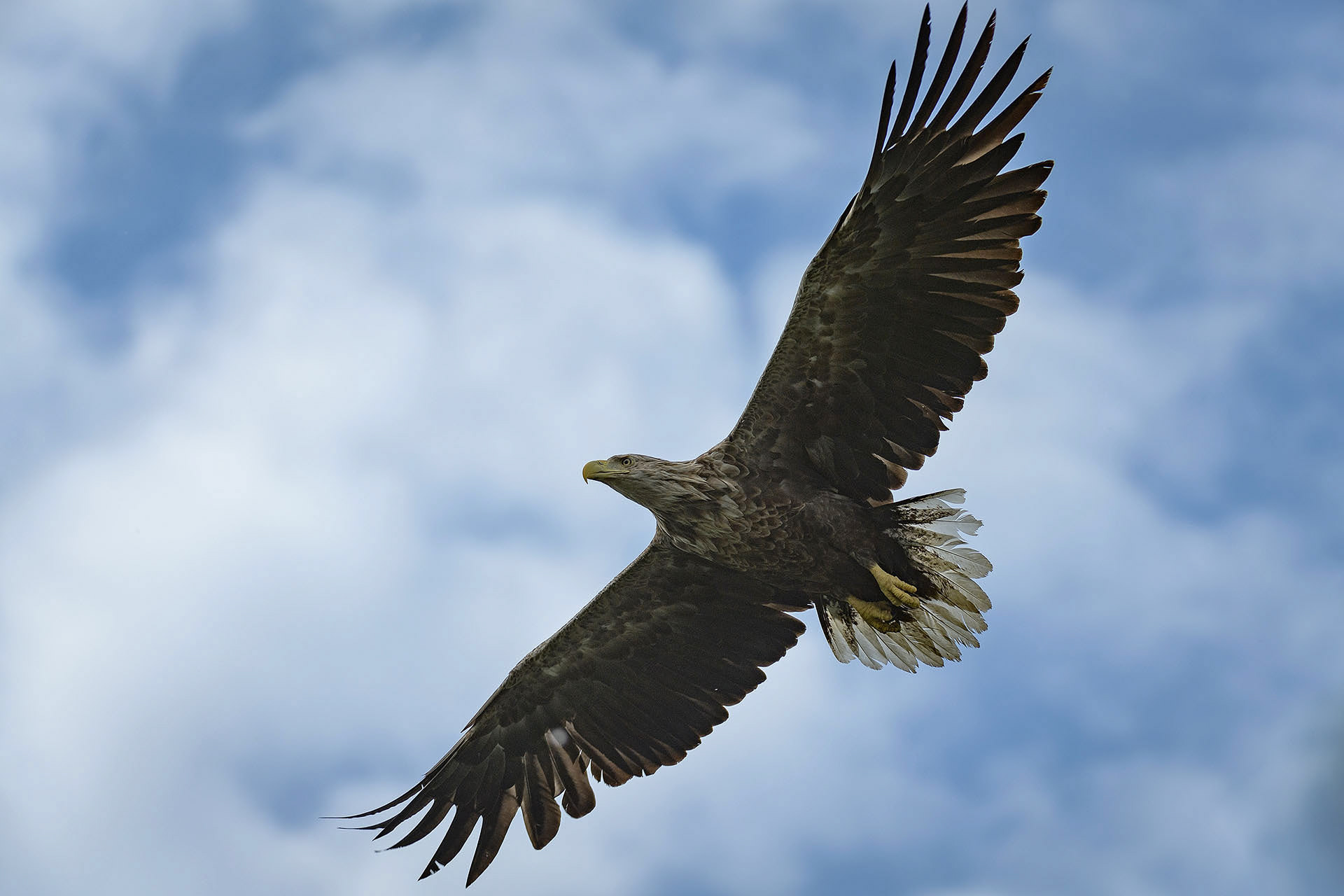White-tailed eagle | Danube Delta