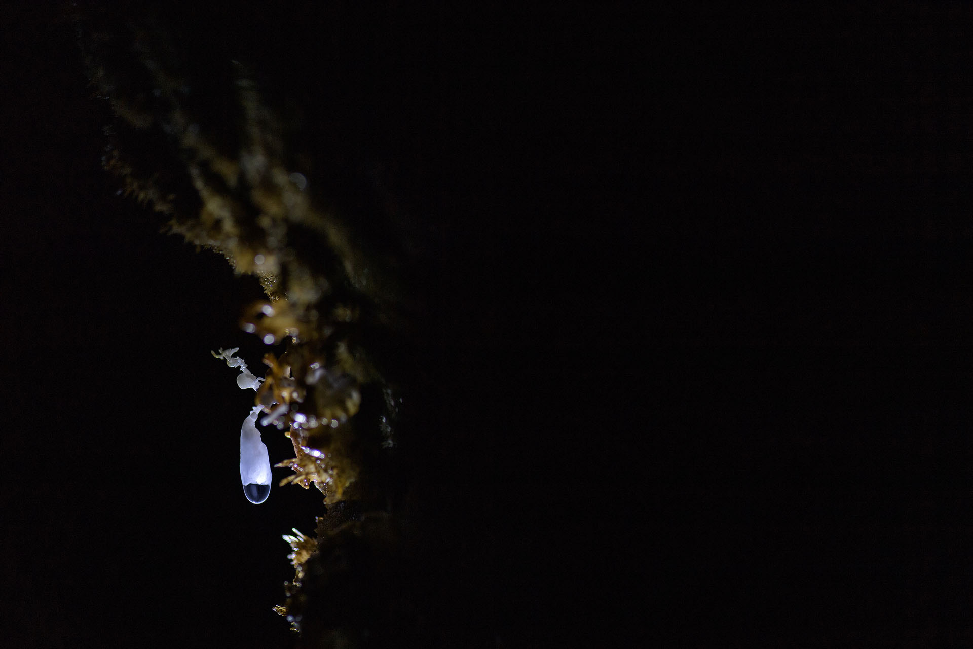 Comăna Cave