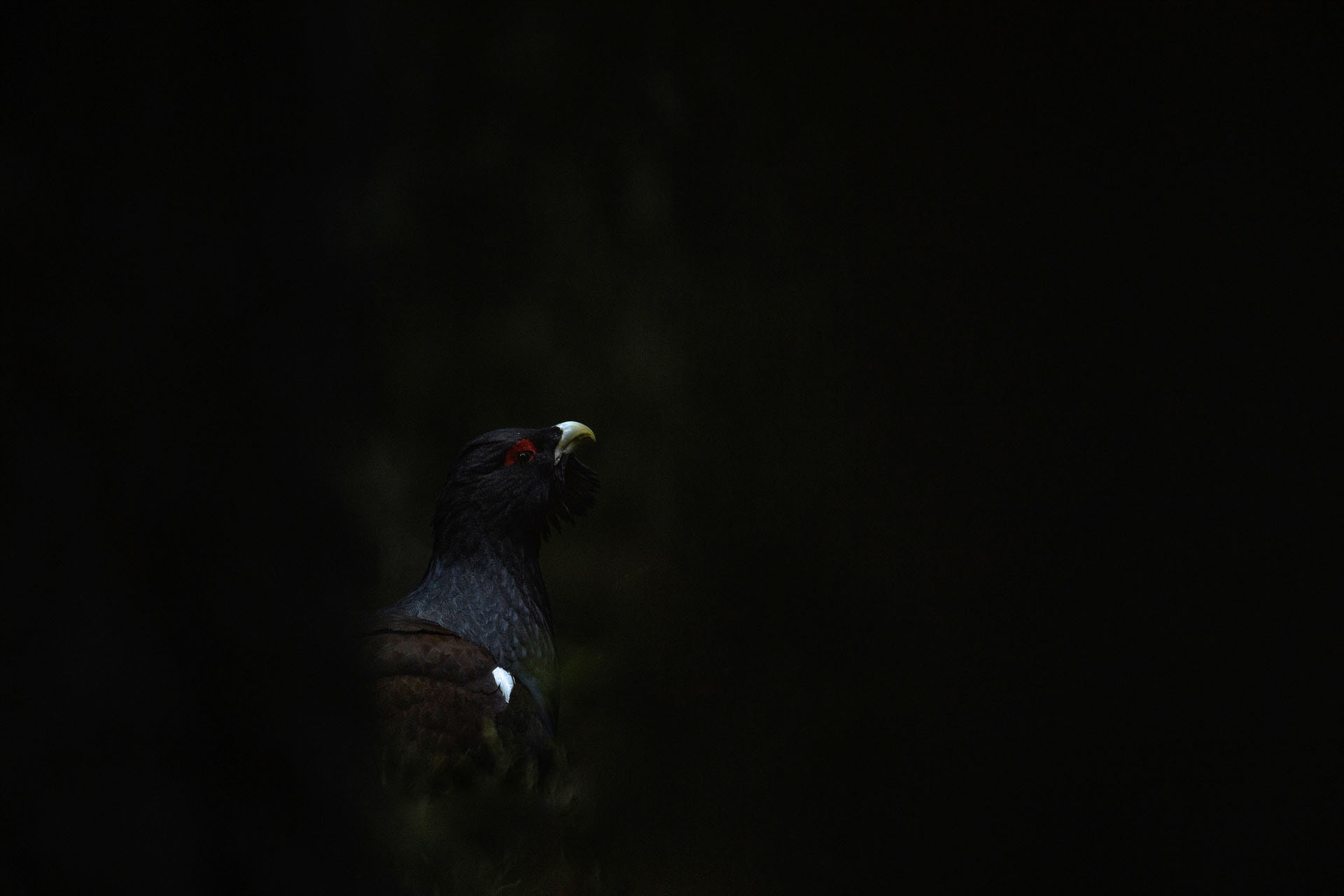 Capercaillie