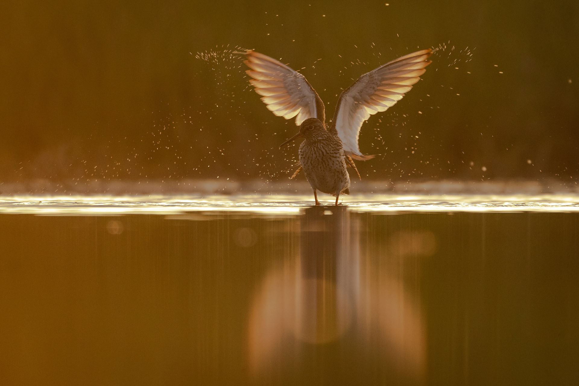 Common redshank | Danube Delta