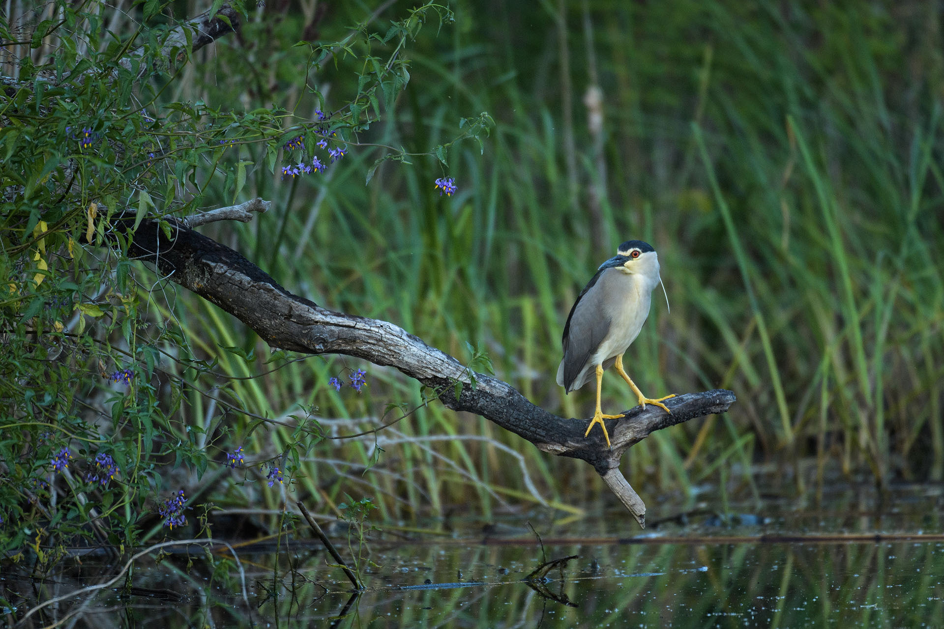 Night heron